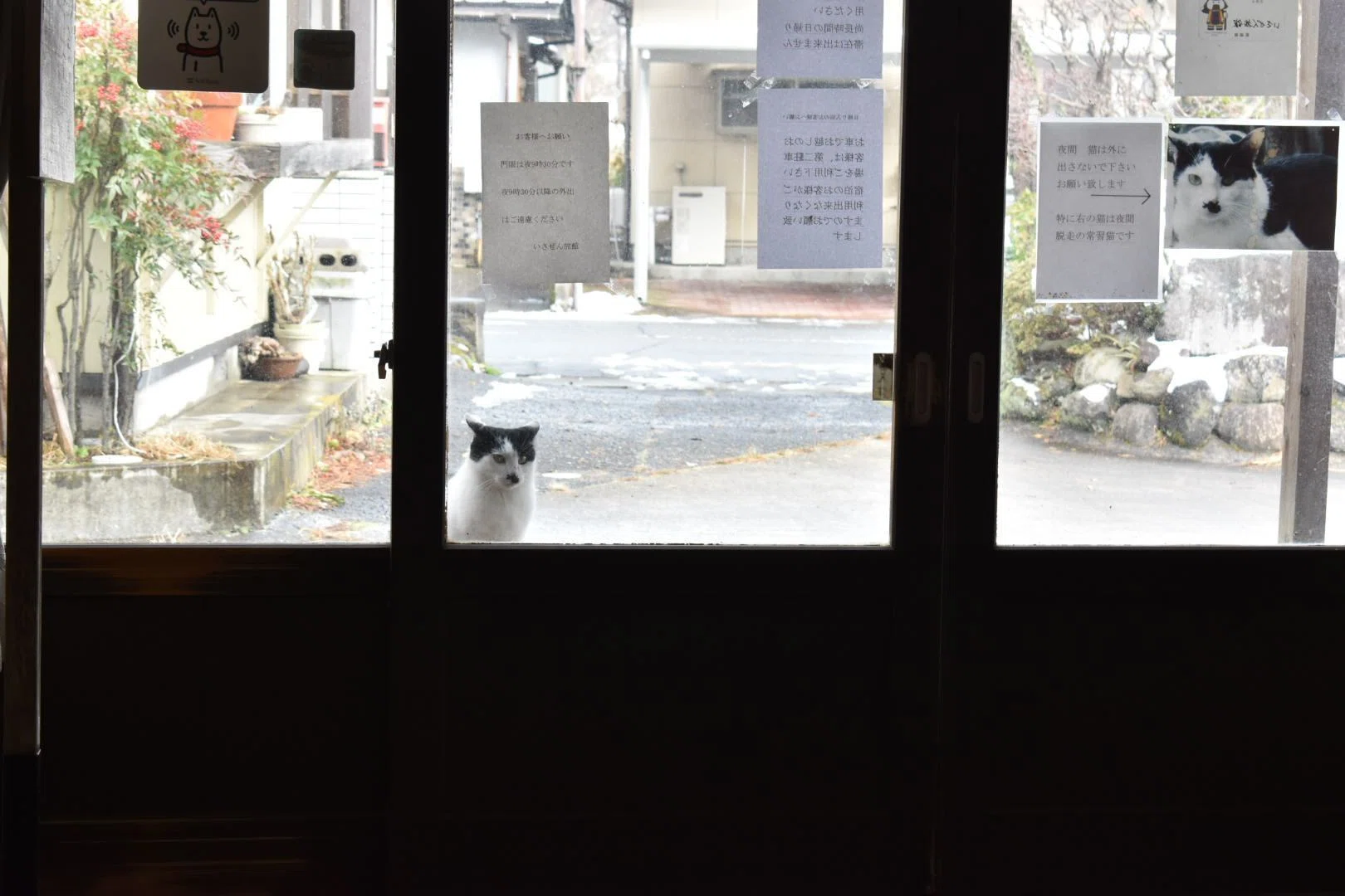 夜間脱走の常習猫さん、旅館の入口に指名手配のポスターを貼られて