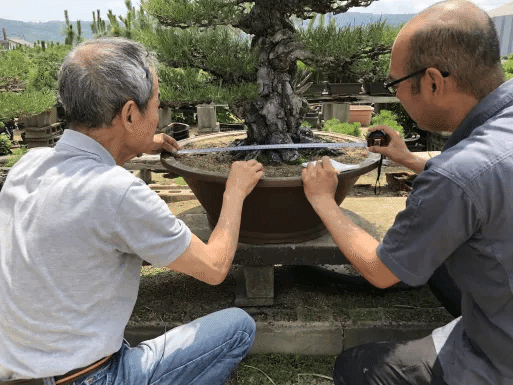 常滑焼 盆栽鉢 落款 角山 伝統工芸士 渡邉角幸 16号 松 皐月