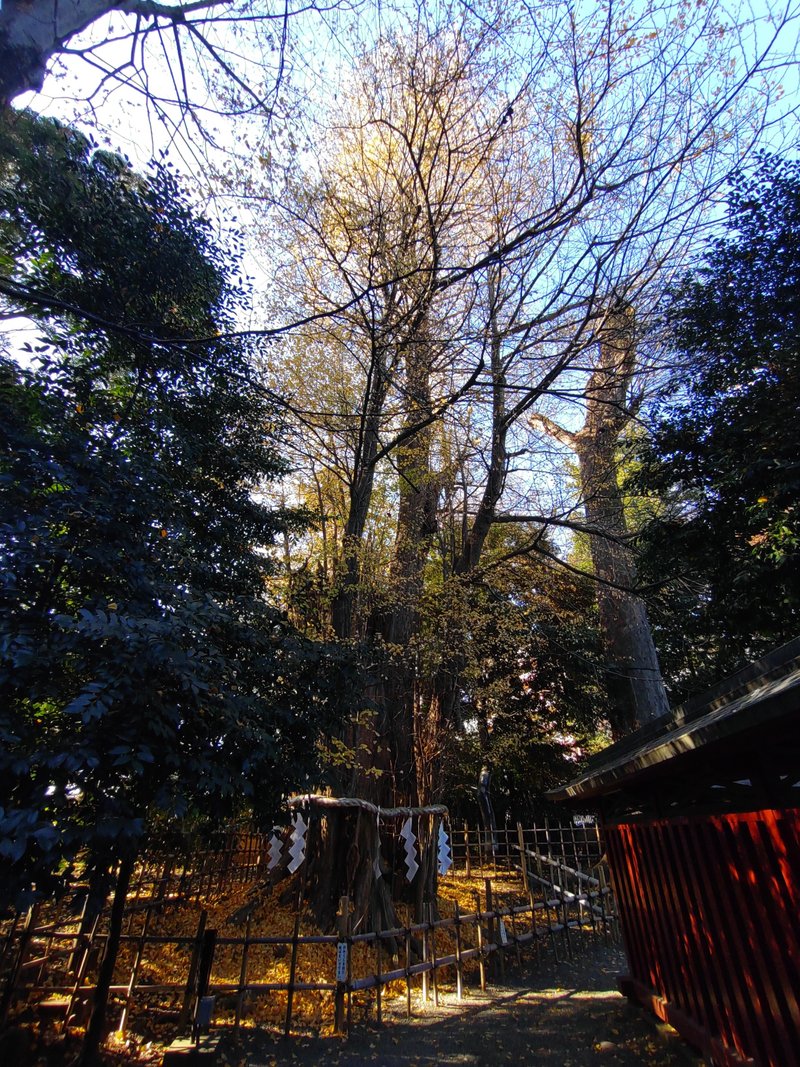 神棚の御札を頂きに神社を参拝。御神木の大イチョウがとてもキレイでした✨今年はこれでnote投稿納めの予定です。今年も一年、ありがとうございました。来たる令和6年もよい一年となりますように🎍　#1日6000歩　12/20-12/26 計79,356歩 11,336歩/日💮