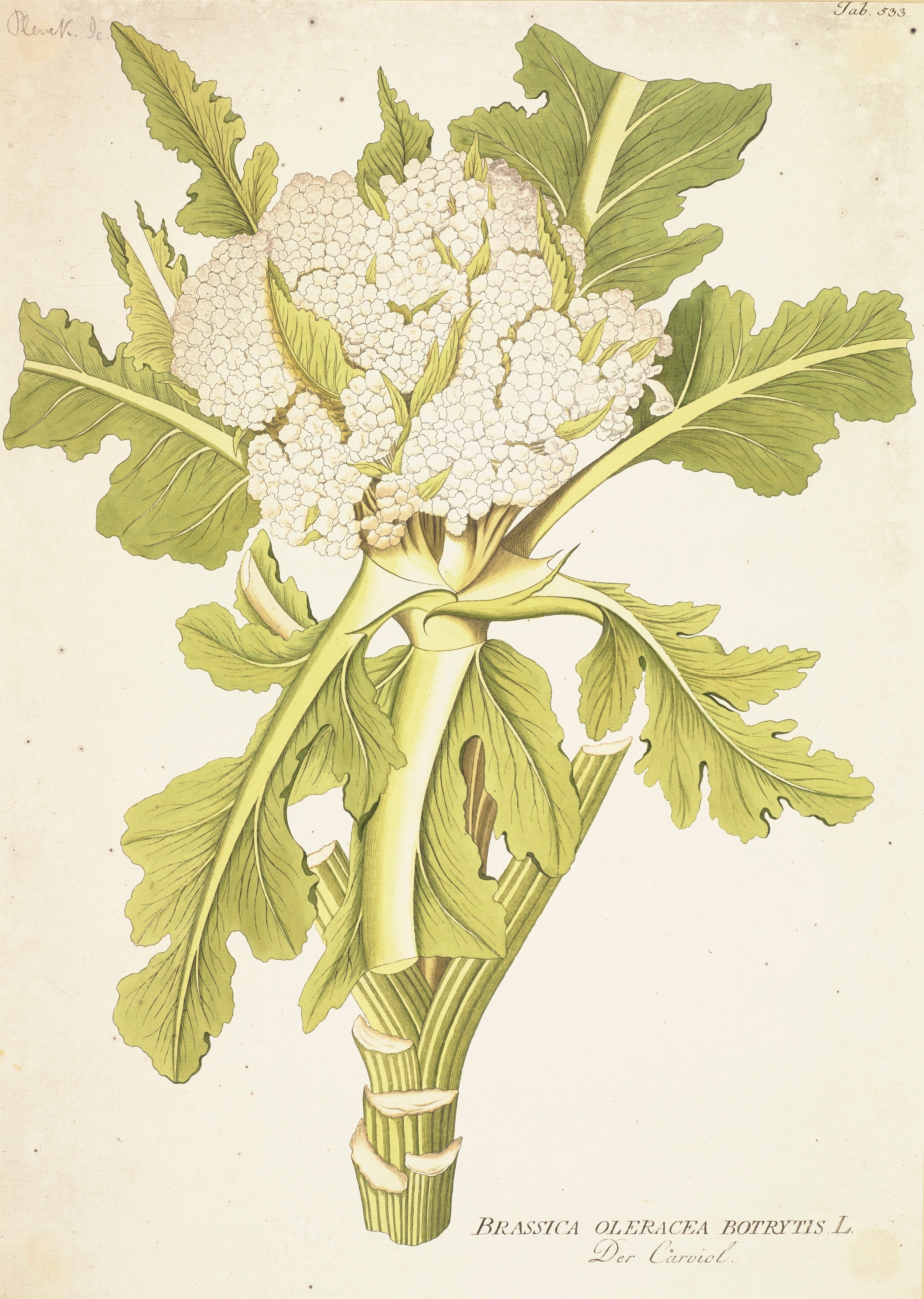 おいしいボタニカル・アート｜桑原亘之介