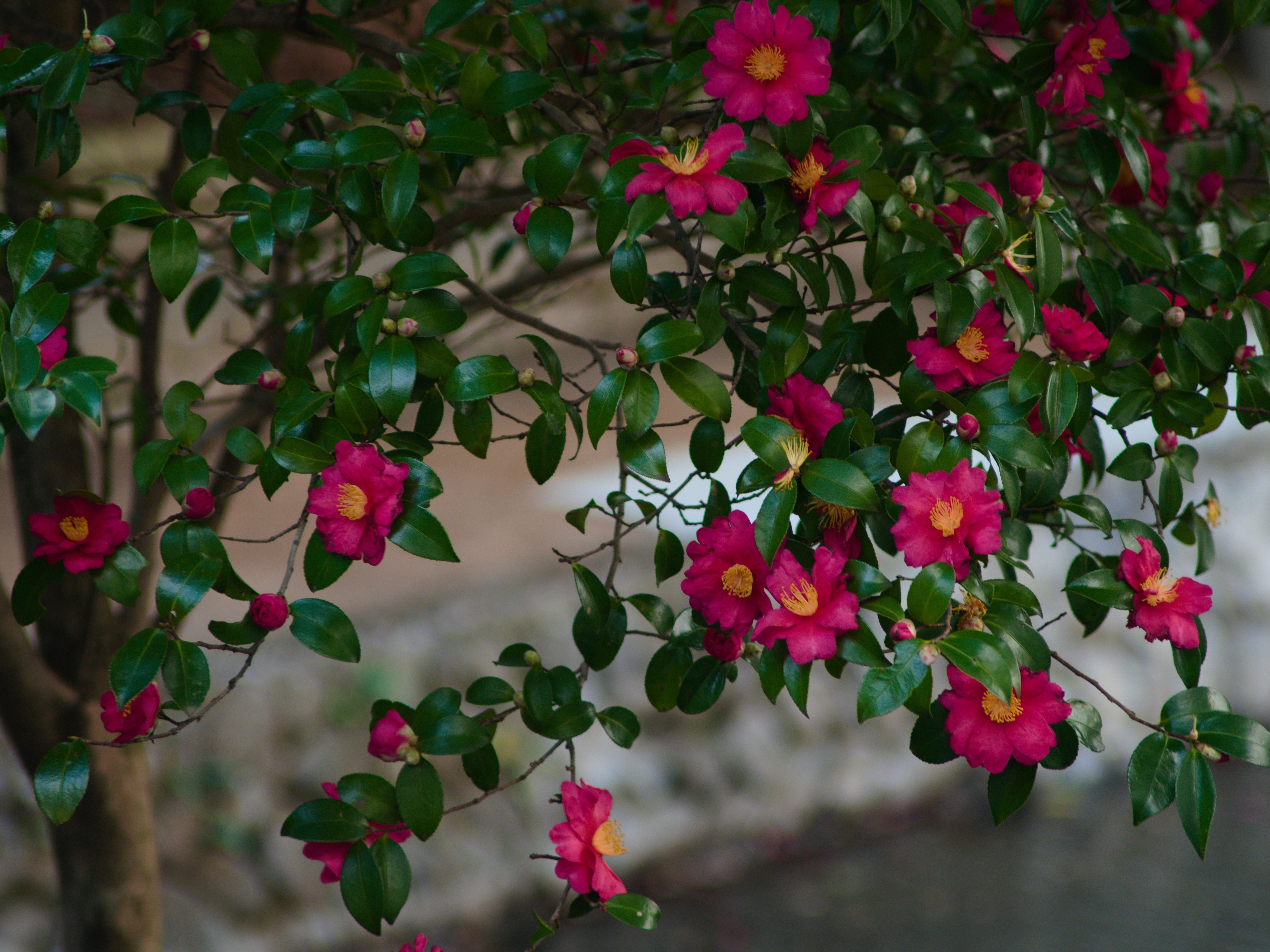 レンズ沼あれこれ：MINOLTA MD ZOOM 35-135mm F3.5-4.5｜ひっくすK