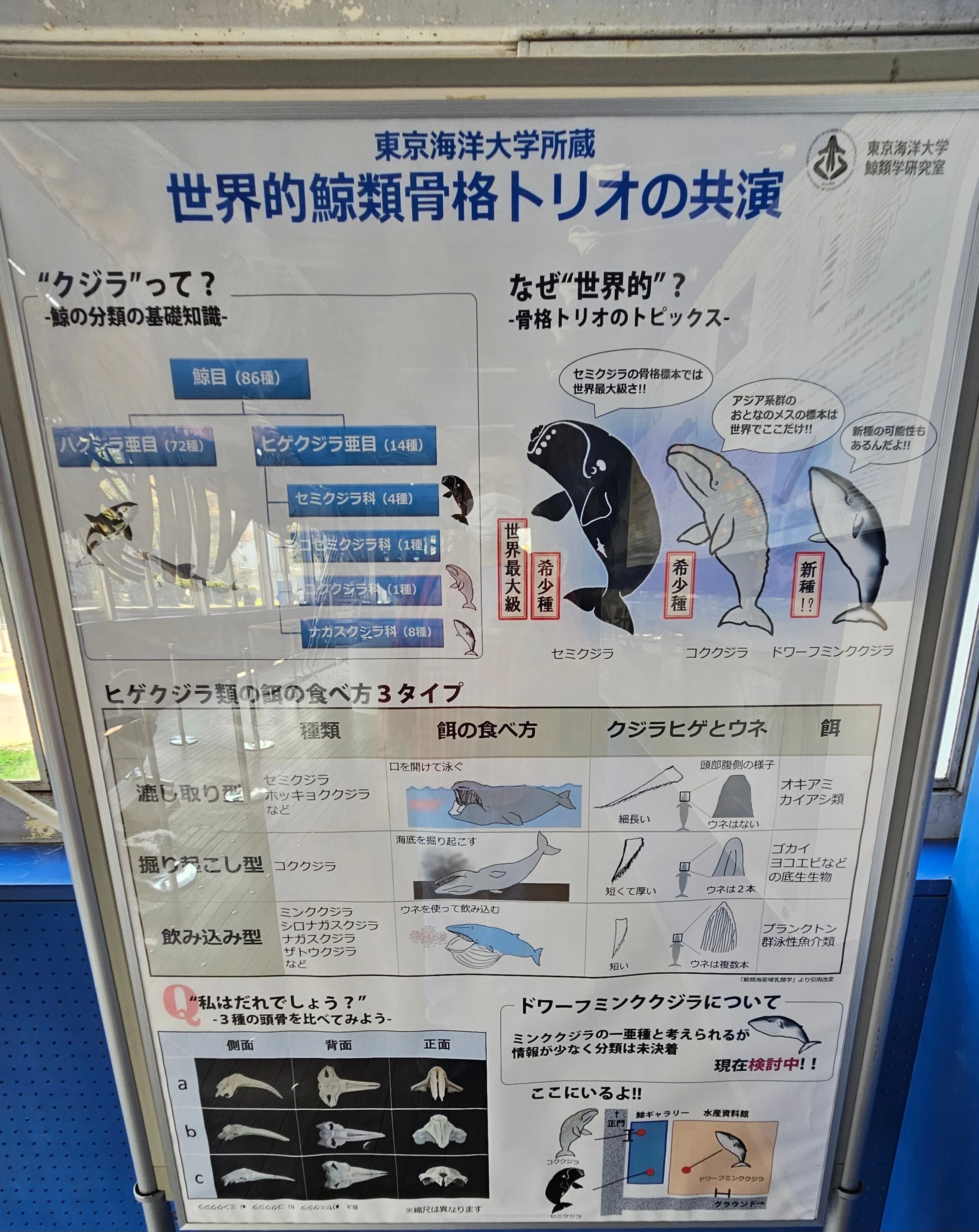 全国自然博物館の旅【18】東京海洋大学マリンサイエンスミュージアム