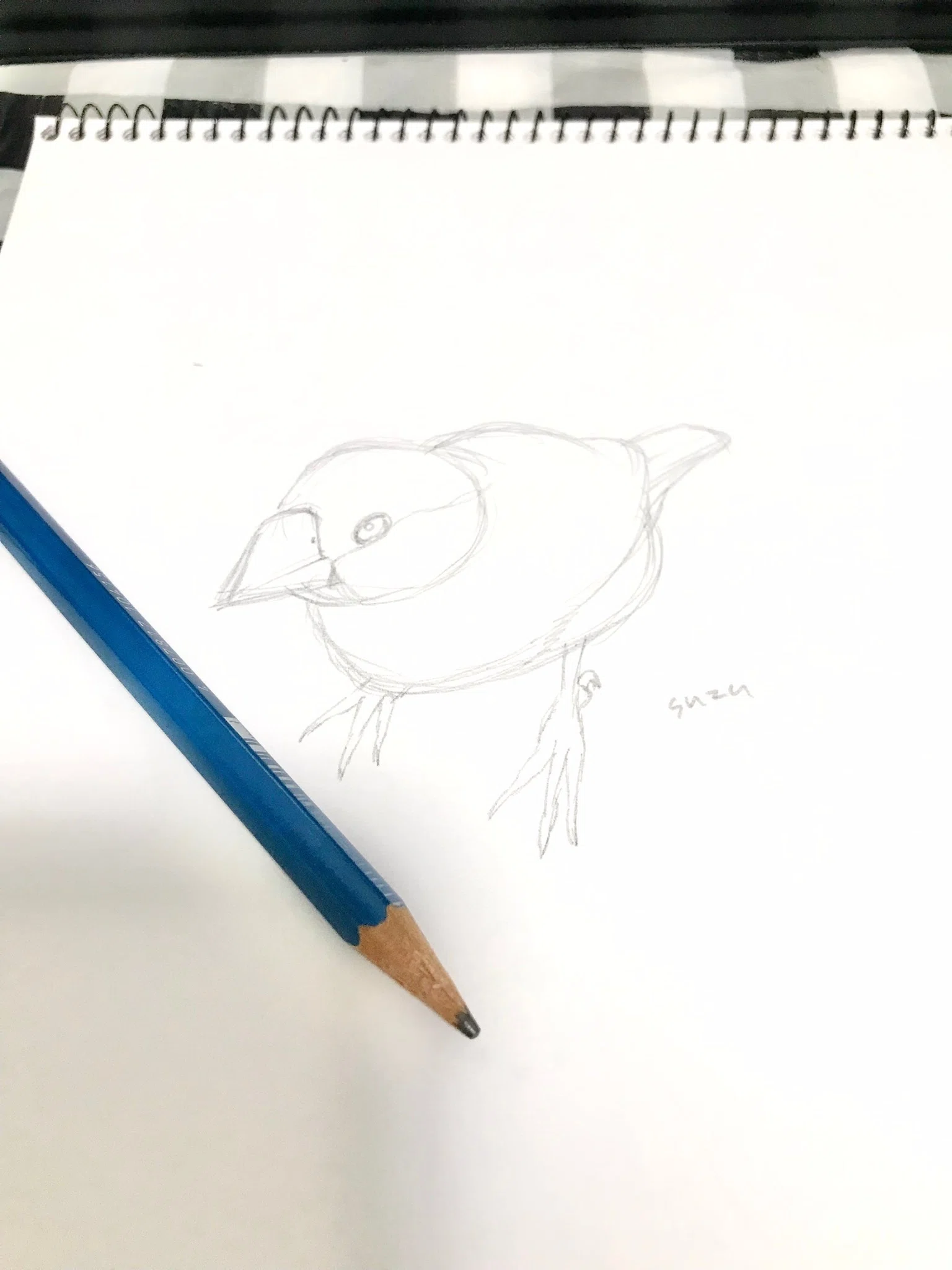 リアルな文鳥の鉛筆画メイキング｜suzu