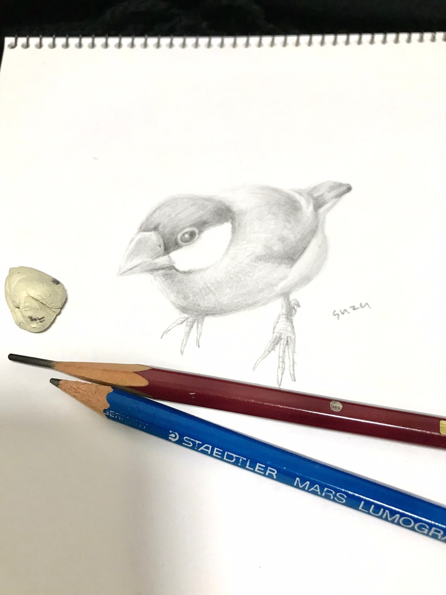 リアルな文鳥の鉛筆画メイキング｜suzu