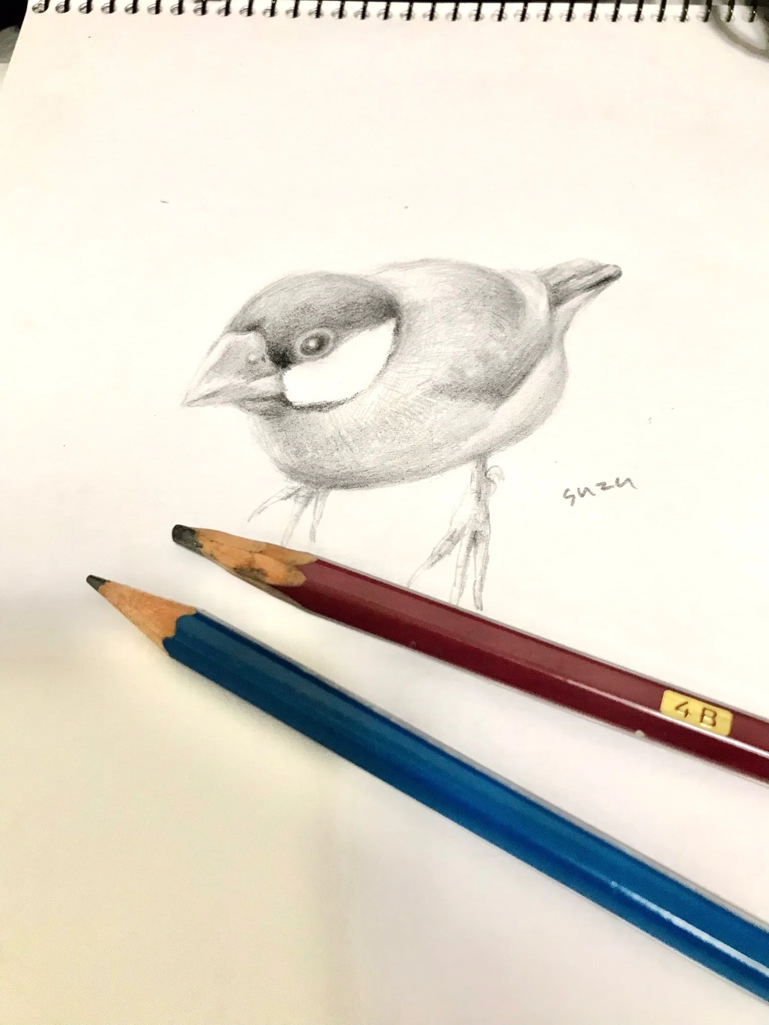 リアルな文鳥の鉛筆画メイキング｜suzu