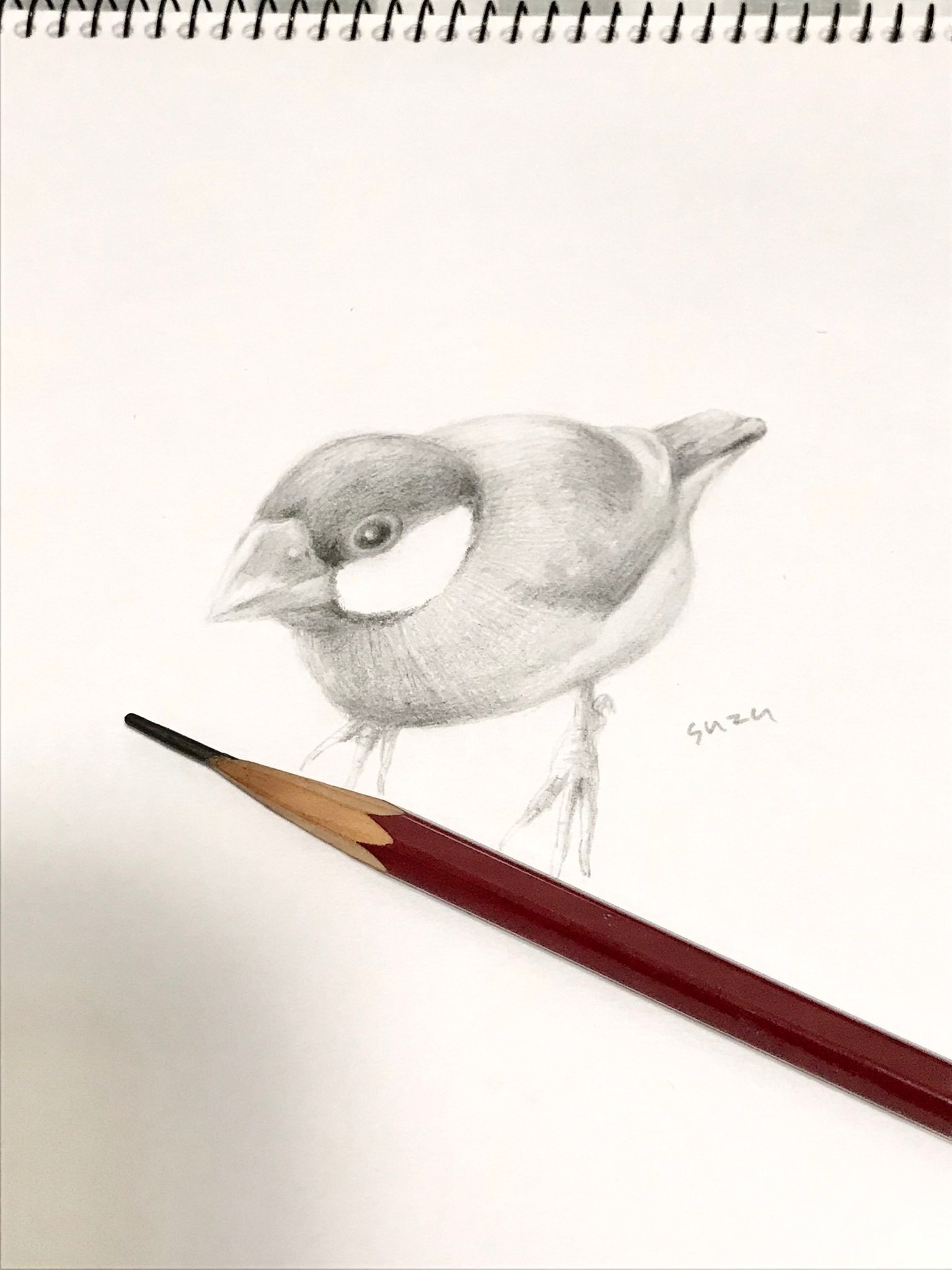 文鳥画 色鉛筆 原画 キャルルル 桜文鳥とブルースター – 小鳥