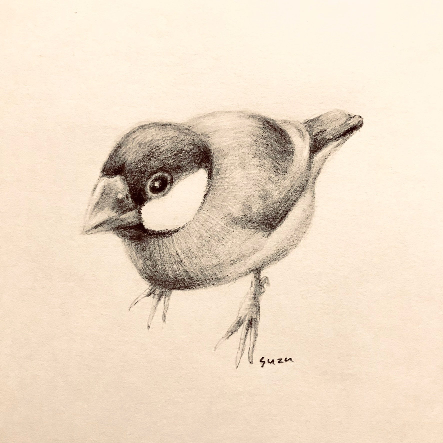 リアルな文鳥の鉛筆画メイキング｜suzu