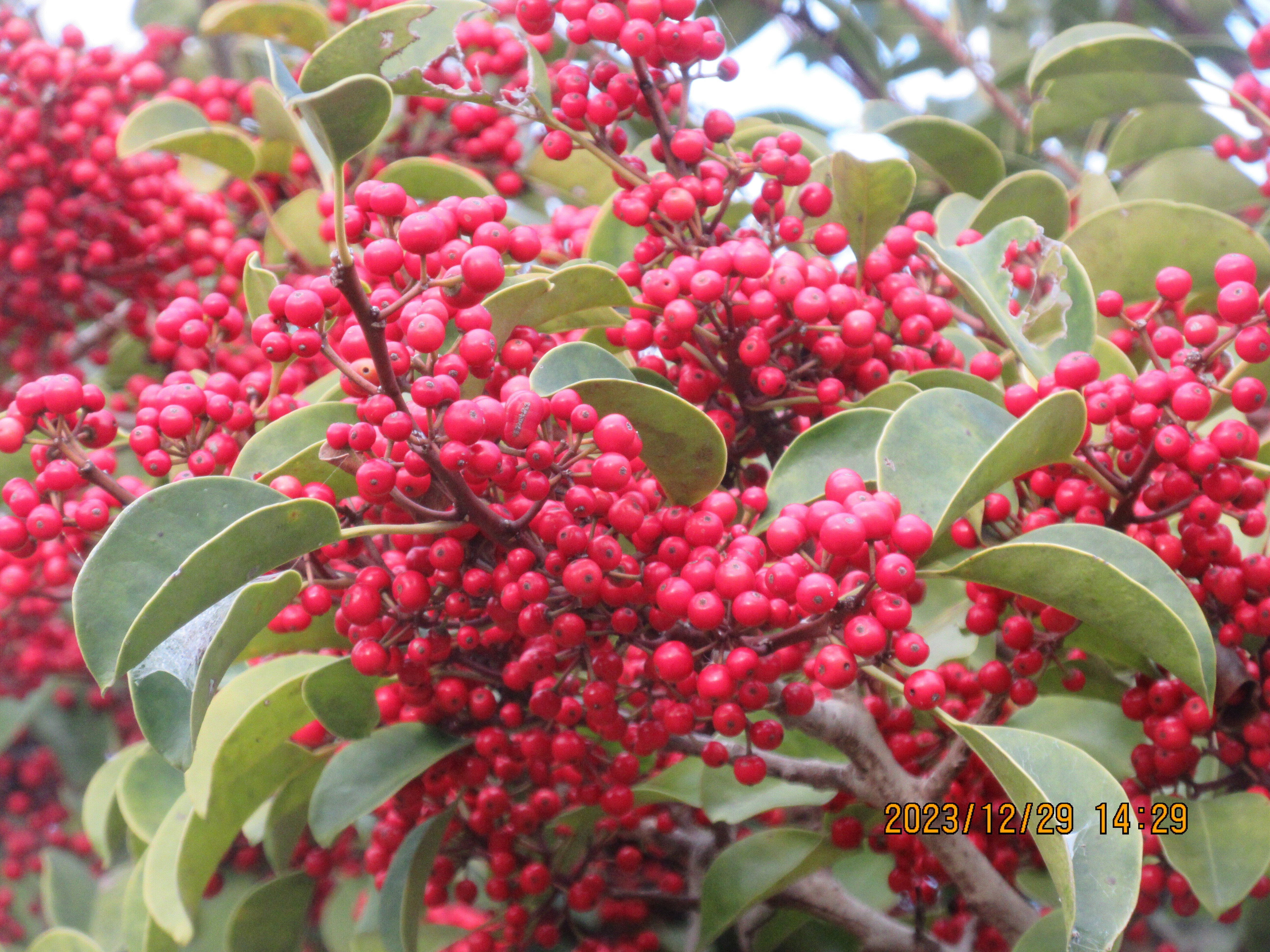 縁起の良い木・クロガネモチに赤い実がいっぱい・・・｜東近江トレイル