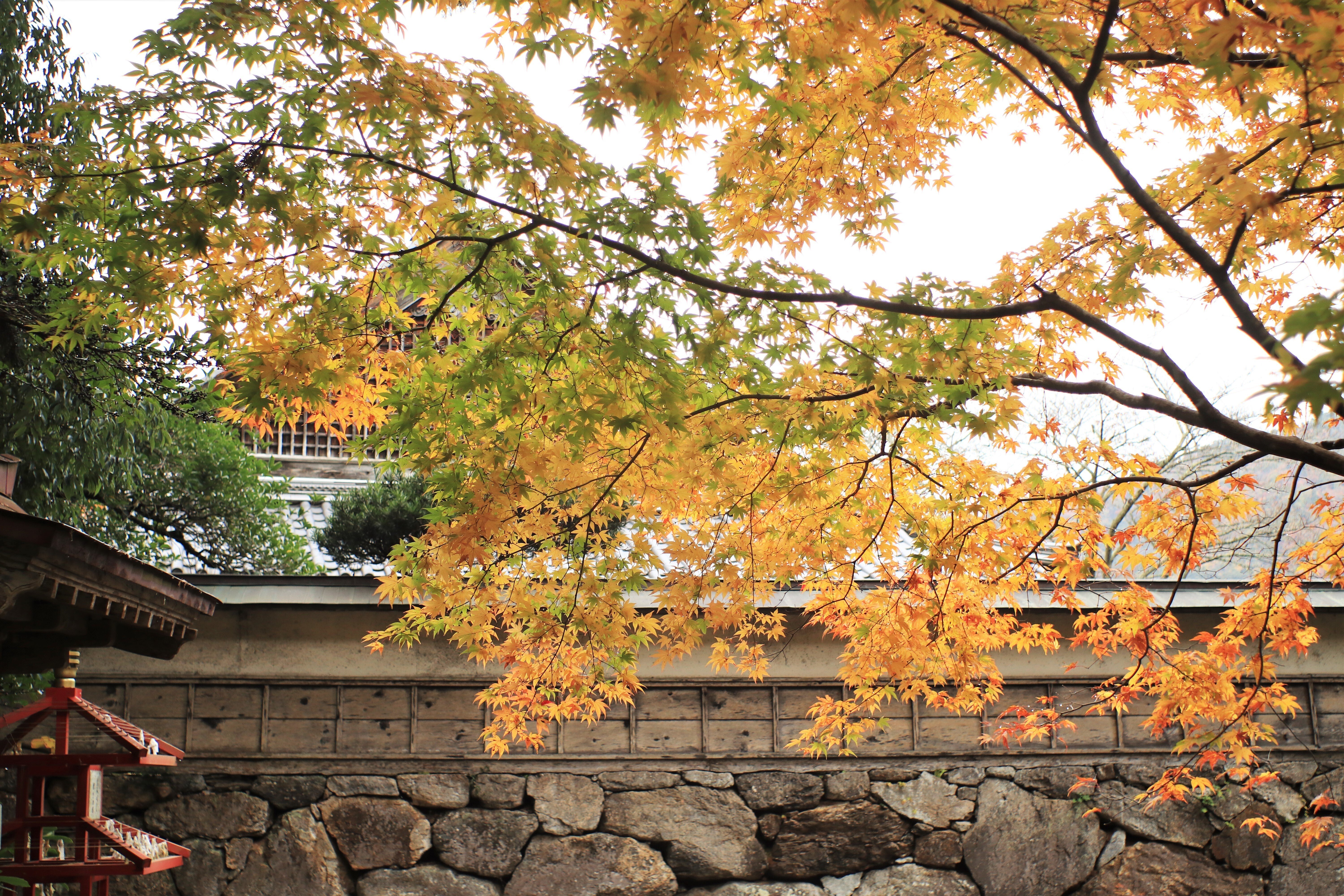 オート・カッサロン 50ミリ F2．8｜一花幻