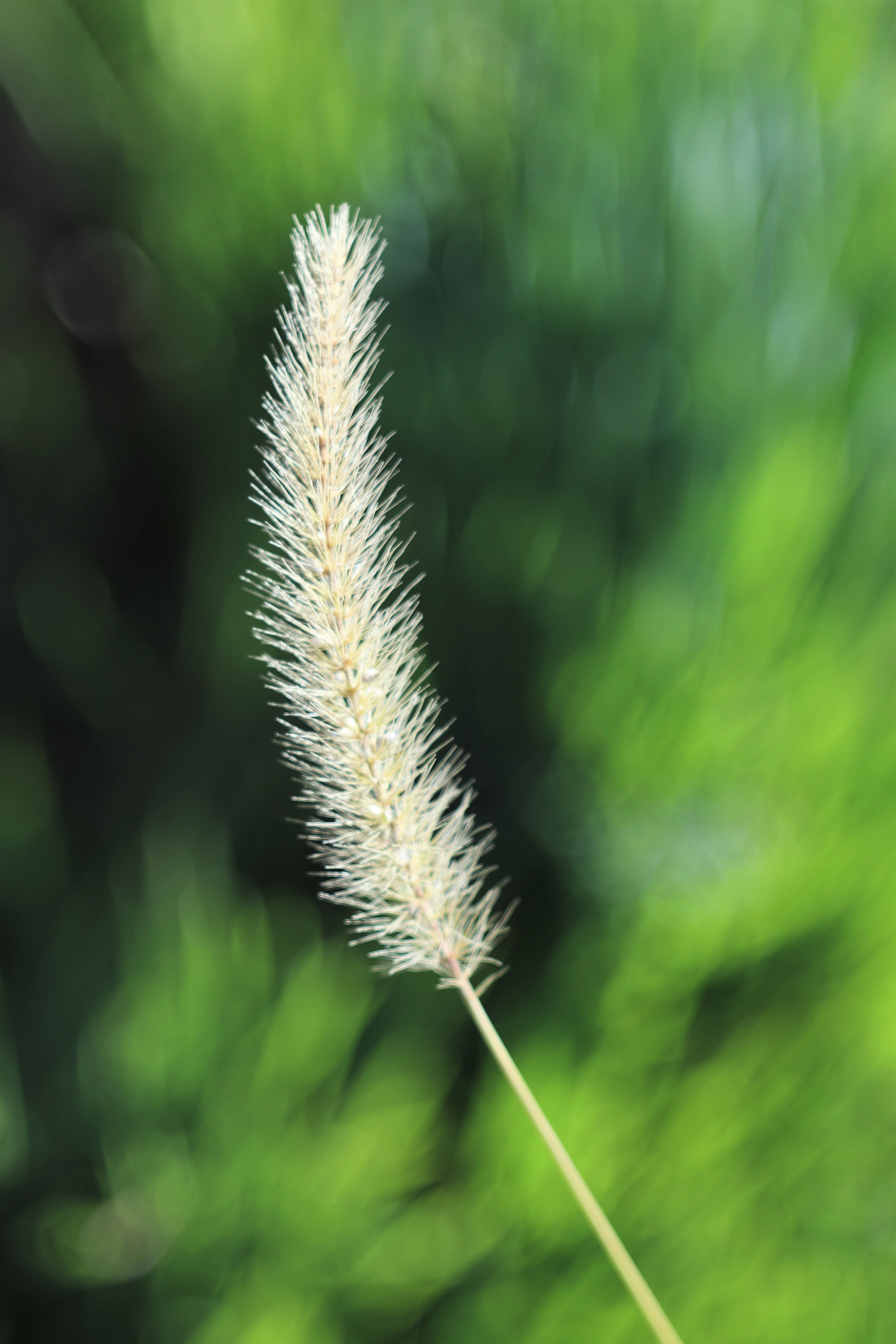 クセナー 50ミリ F2.8|浮島 漣
