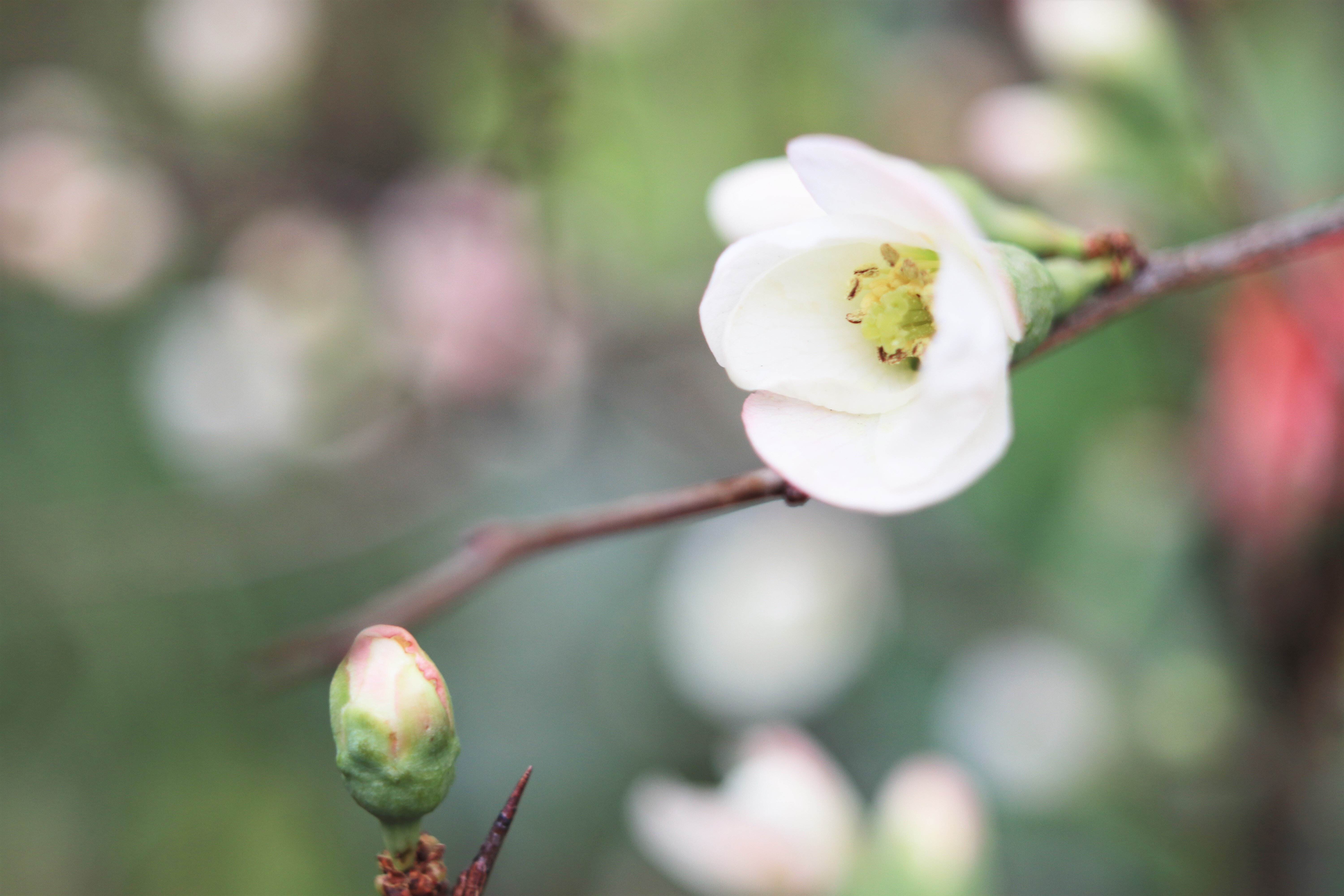 レンズ(単焦点) VOIGTLANDER COLOR-SKOPAREX 35mm f2.8 QBM レンズ(単焦点) VOIGTLANDER COLOR-SKOPAREX 35mm f2.8 QBM