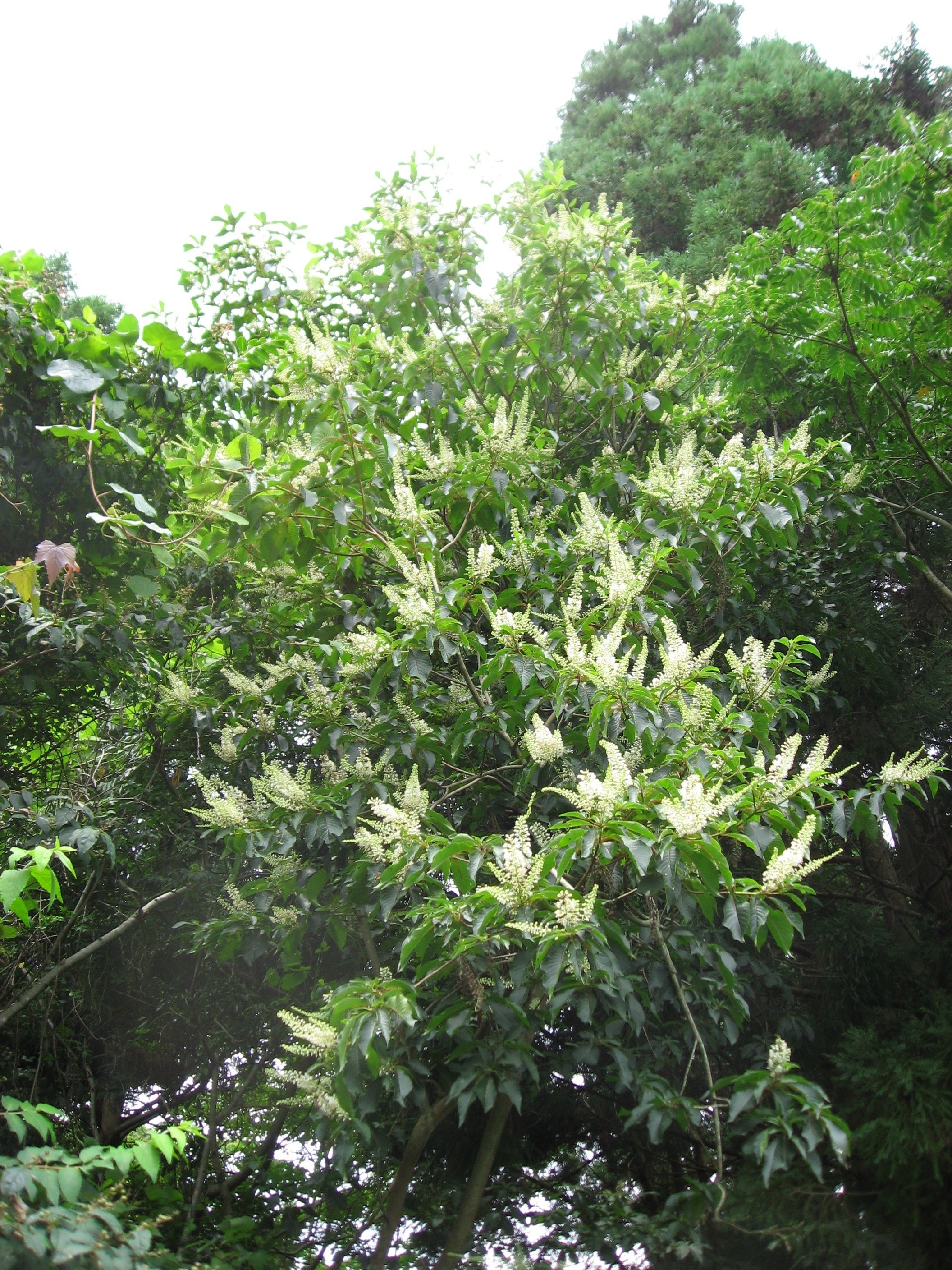 自然が織りなす美しさ 山採りの極上株 リョウブ 650 樹高2.0m位 自然が