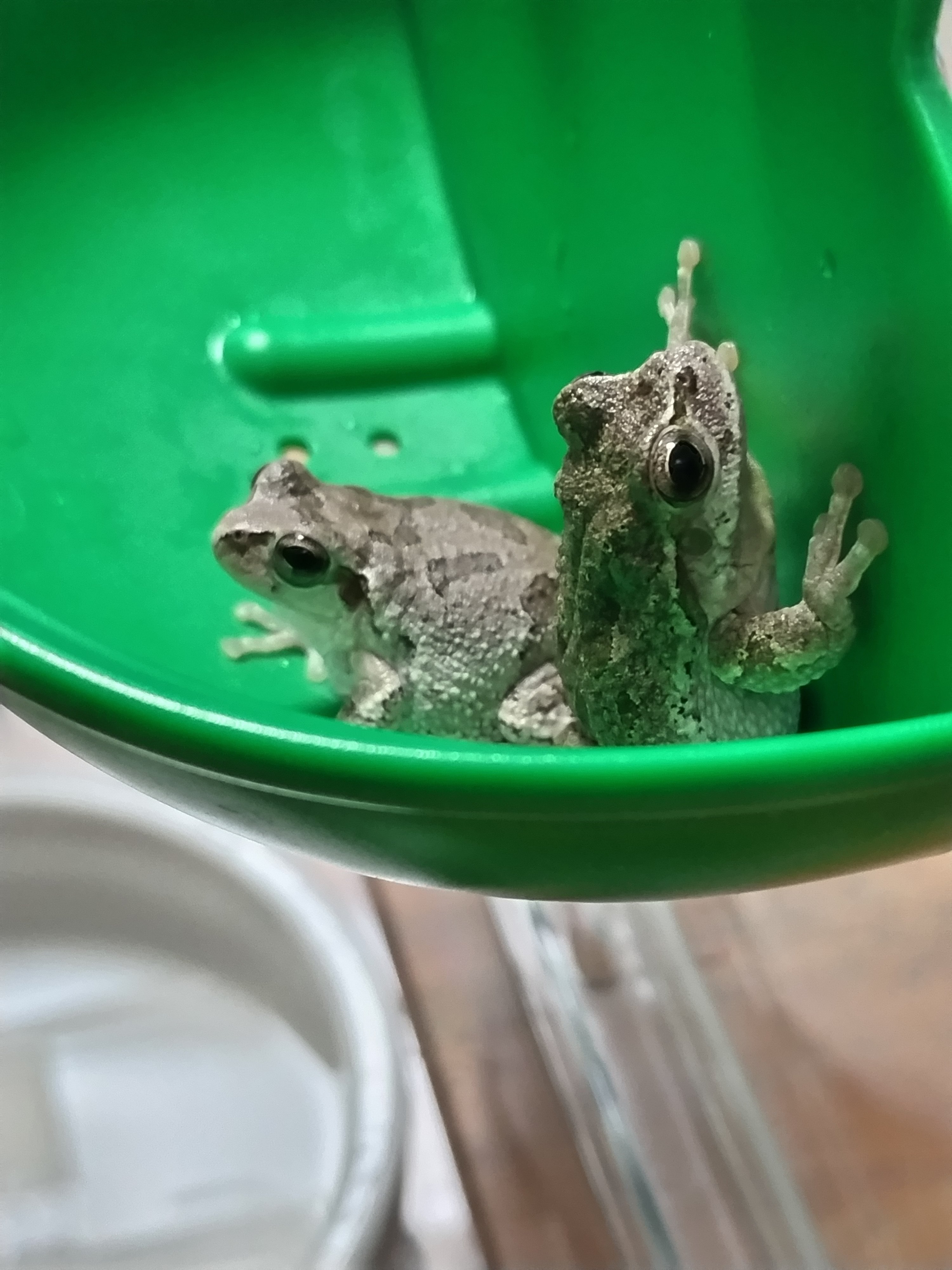 カエルの不思議｜くろ