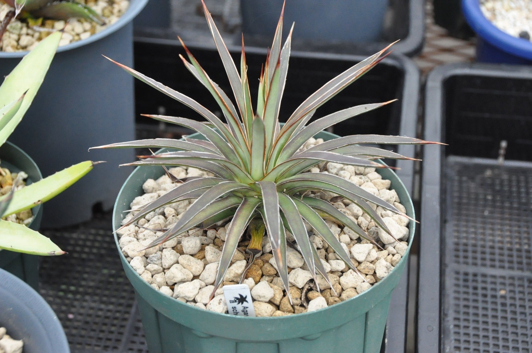 アガベ 品種紹介（Parviflorae節）｜KKGREEN