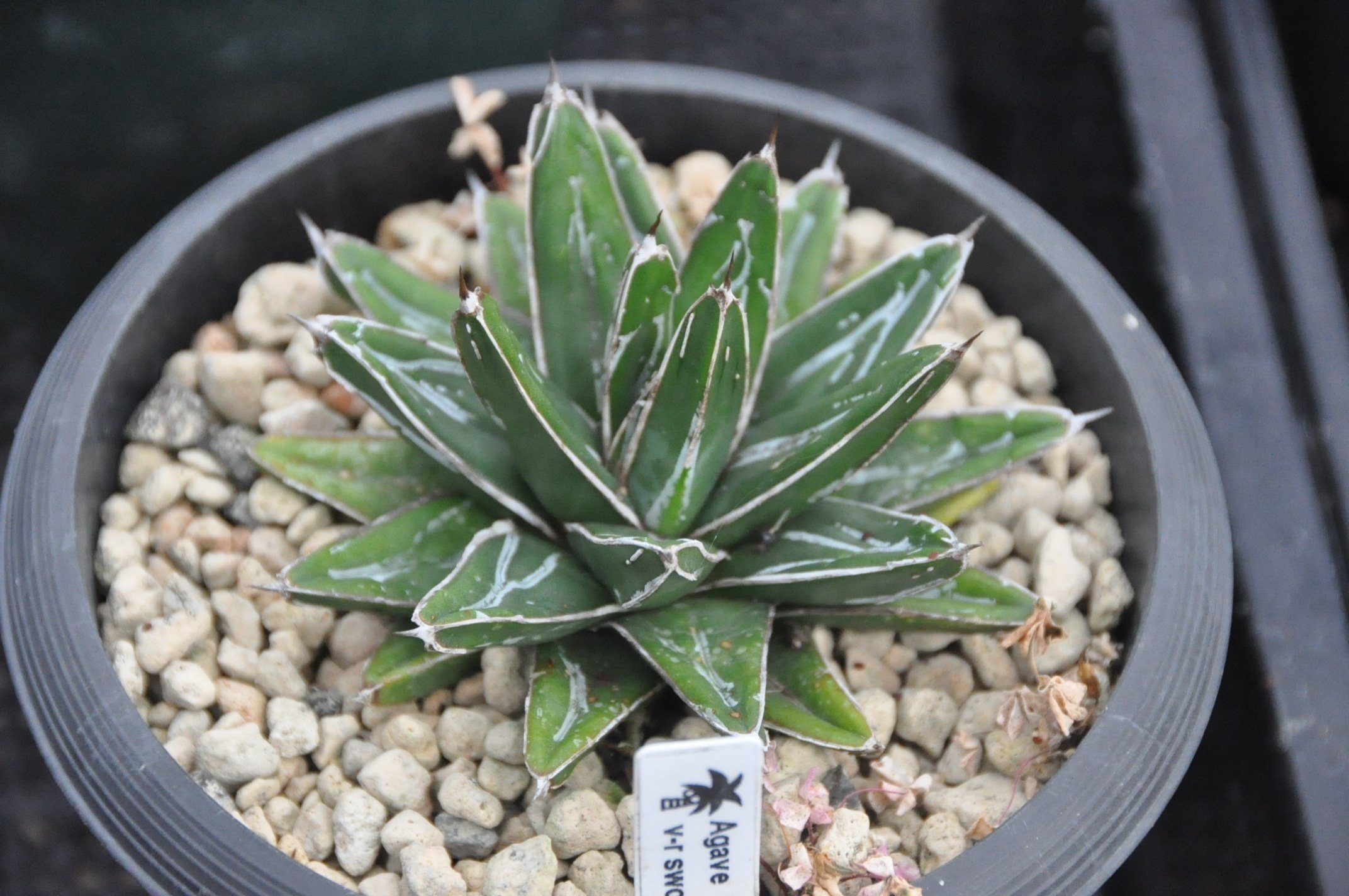 アガベ ② fit=scale-down,w=1200