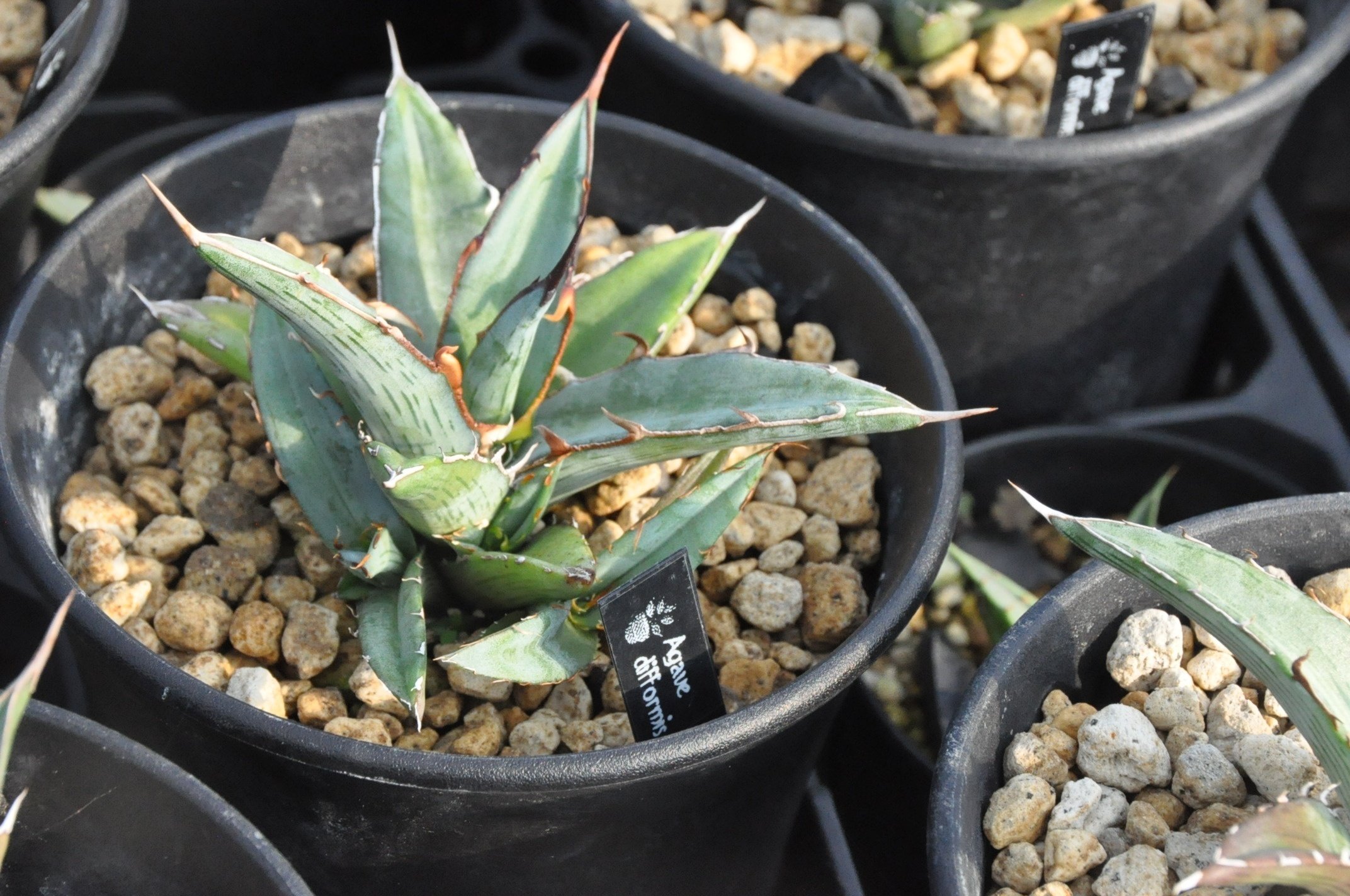 アガベってどんな植物!？ - アガベの成長記