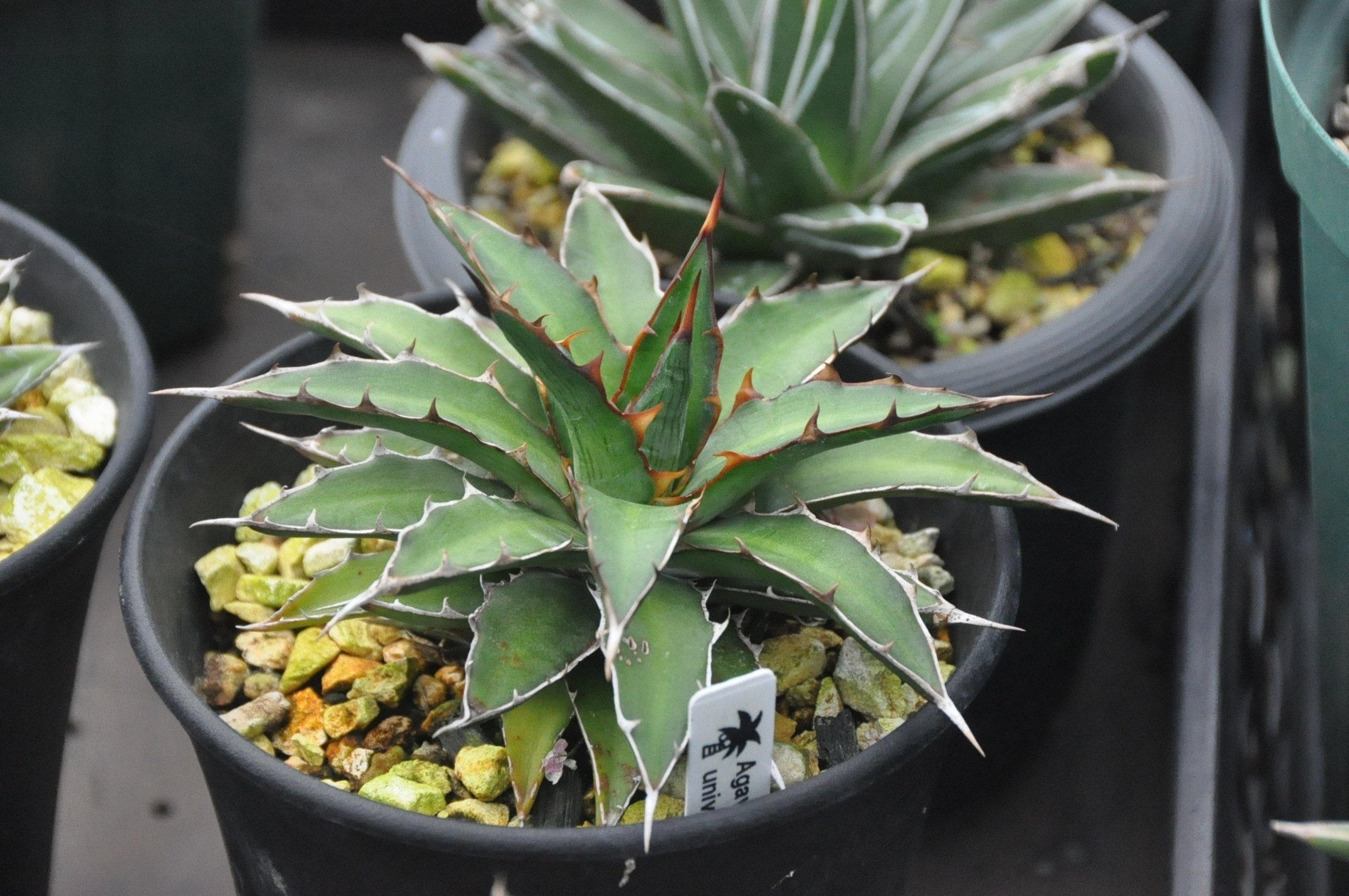 中型アガベ 健康な根付き アガベ チタノタ 白鯨 「牡丹葉」 中株 ホワイトホエール