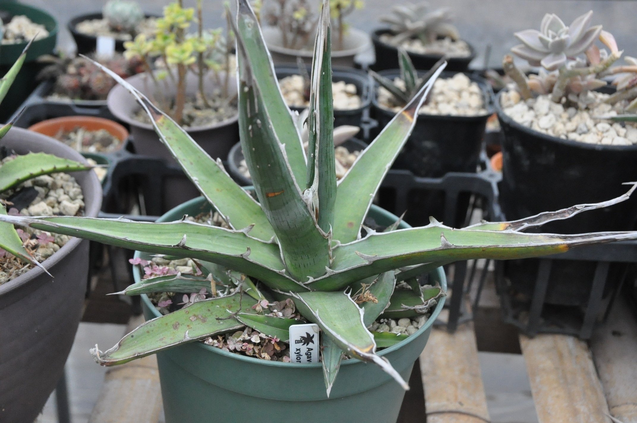 アガベ ヴィクトリア レジーナ（笹の雪） 超短葉 子株 【公式通販】