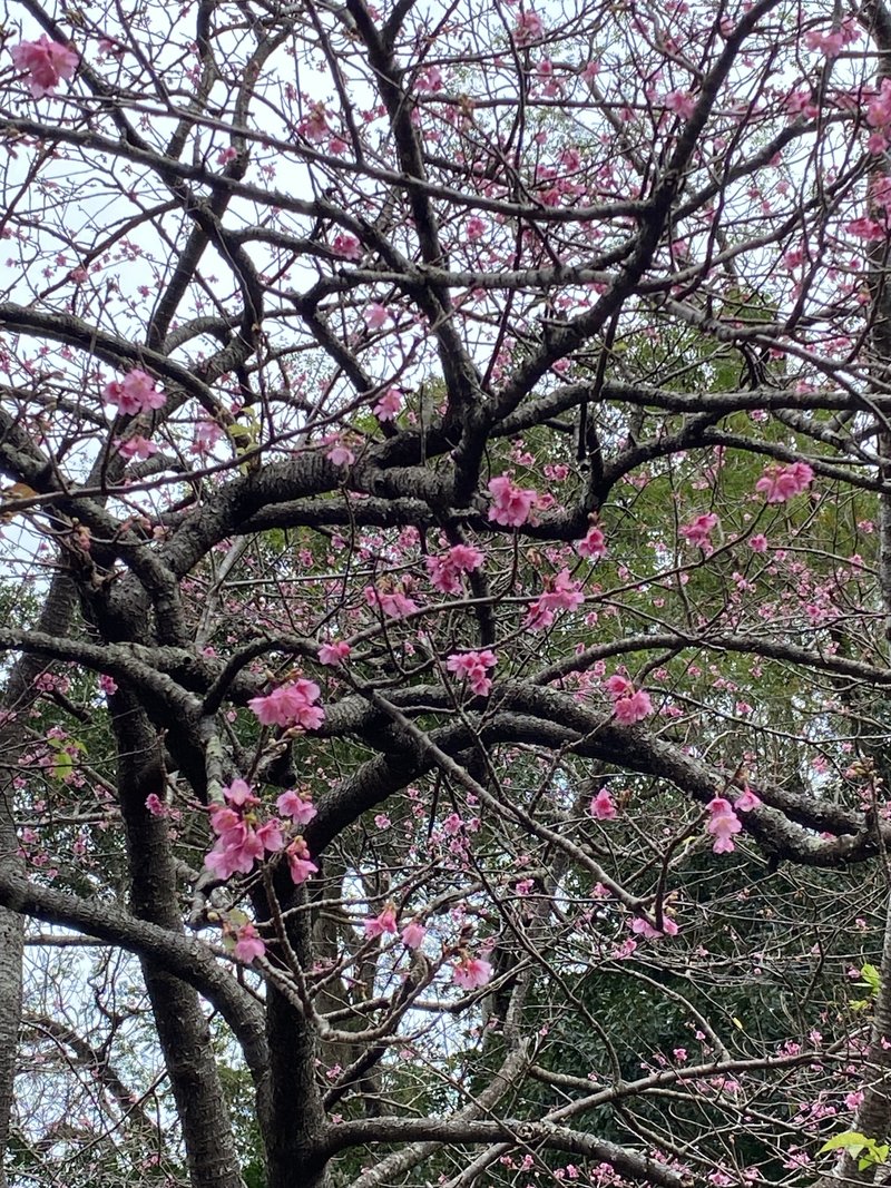 一番桜をお届けします　29日に見た八重岳の桜　枯れ木が並んでいるなかで、ピンクの花がちらほらと