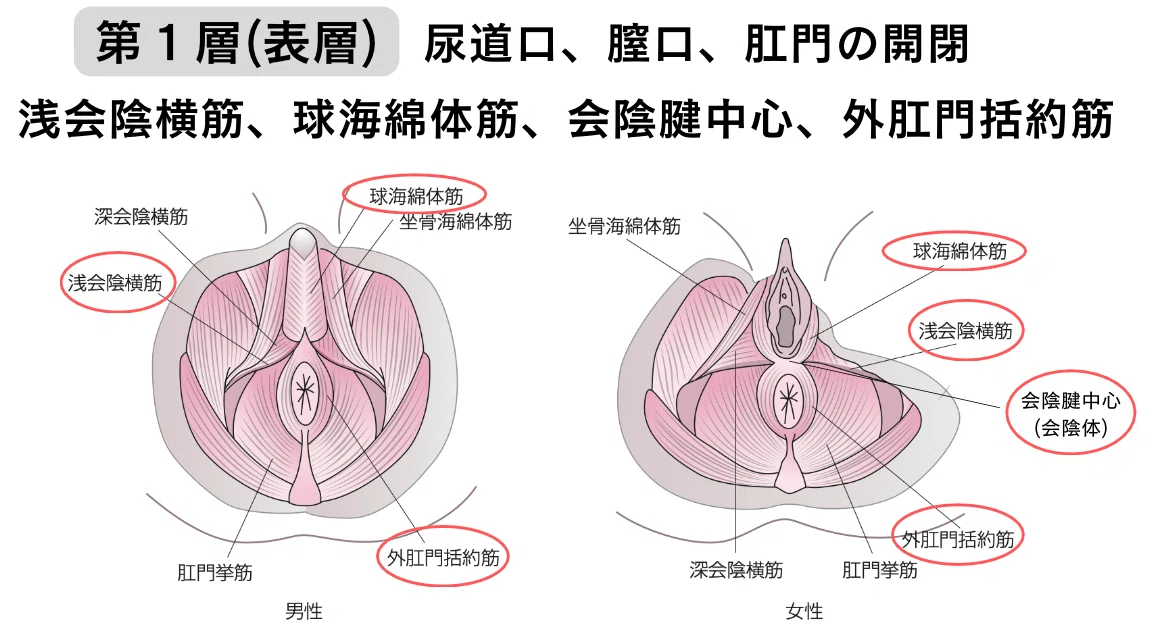骨盤底筋群の機能解剖学と触診・トレーニング｜理学療法士による臨床の