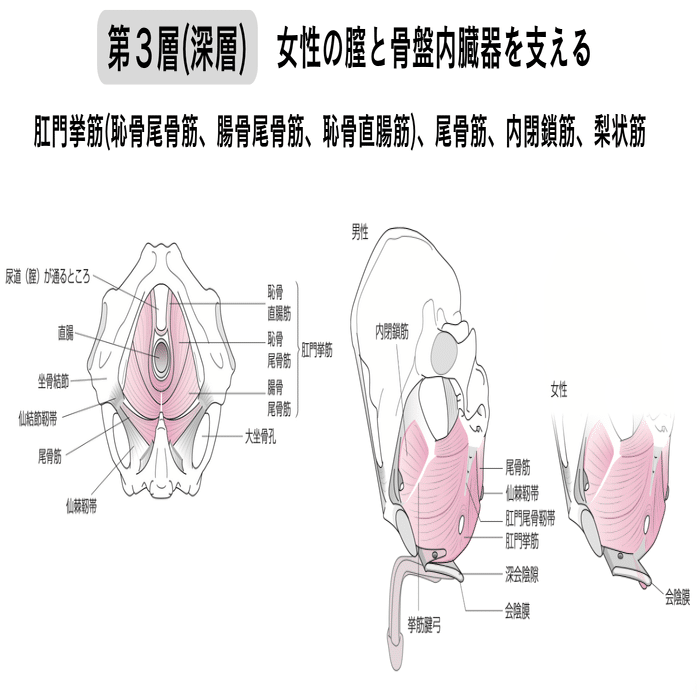 骨盤底筋群の機能解剖学と触診・トレーニング｜理学療法士による臨床の