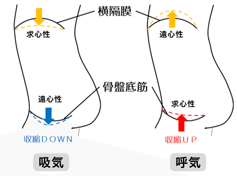 骨盤底筋群の機能解剖学と触診・トレーニング｜理学療法士による臨床の