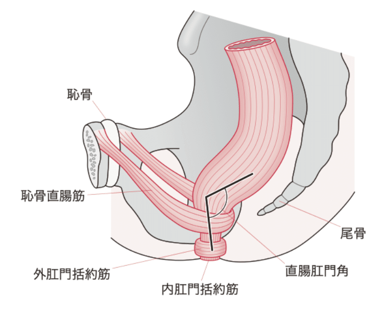骨盤底筋群の機能解剖学と触診・トレーニング｜理学療法士による臨床の