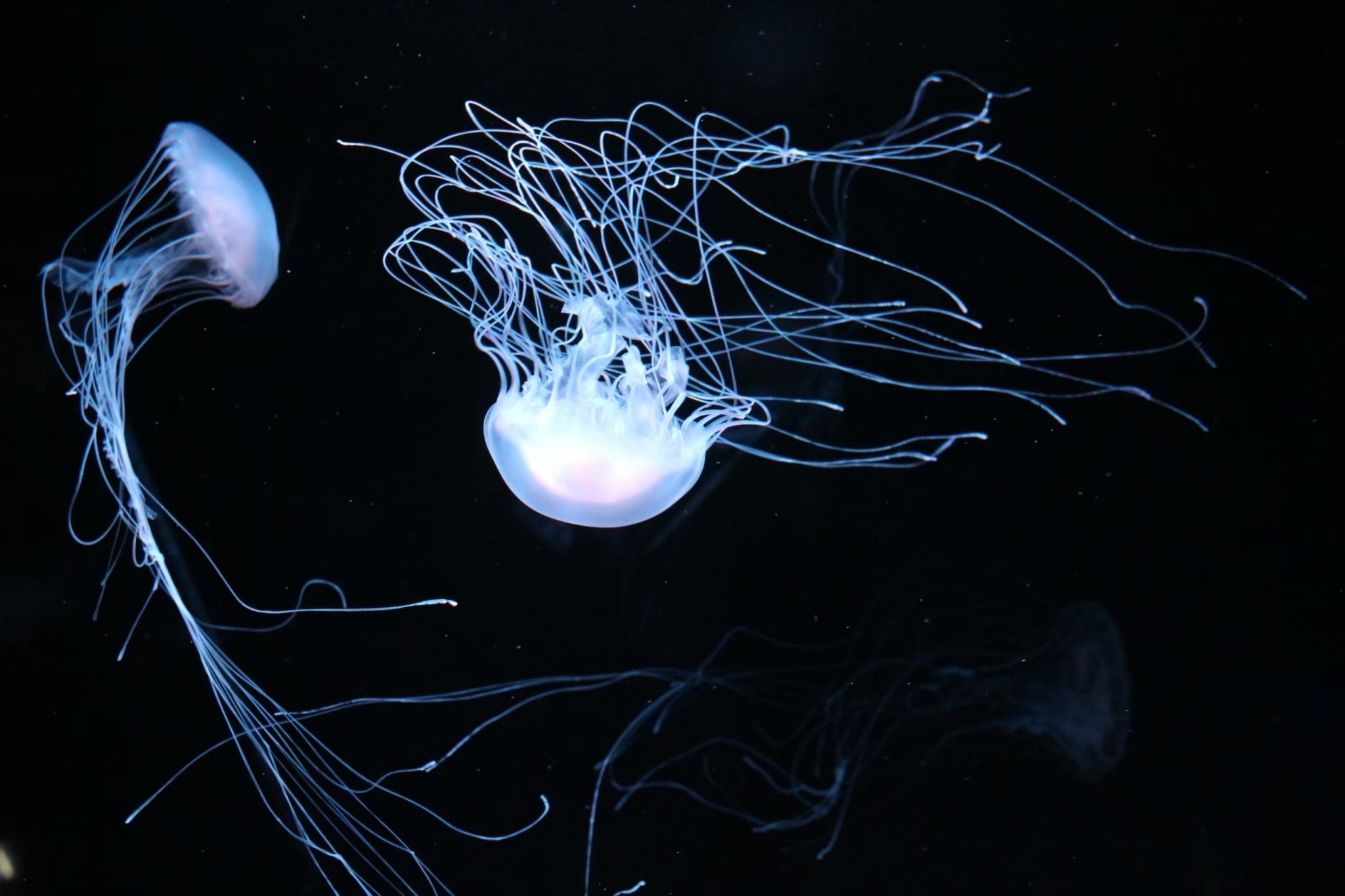 海月 海月」の30万点のロイヤリティフリー画像、写真素材、絵 | Shutterstock