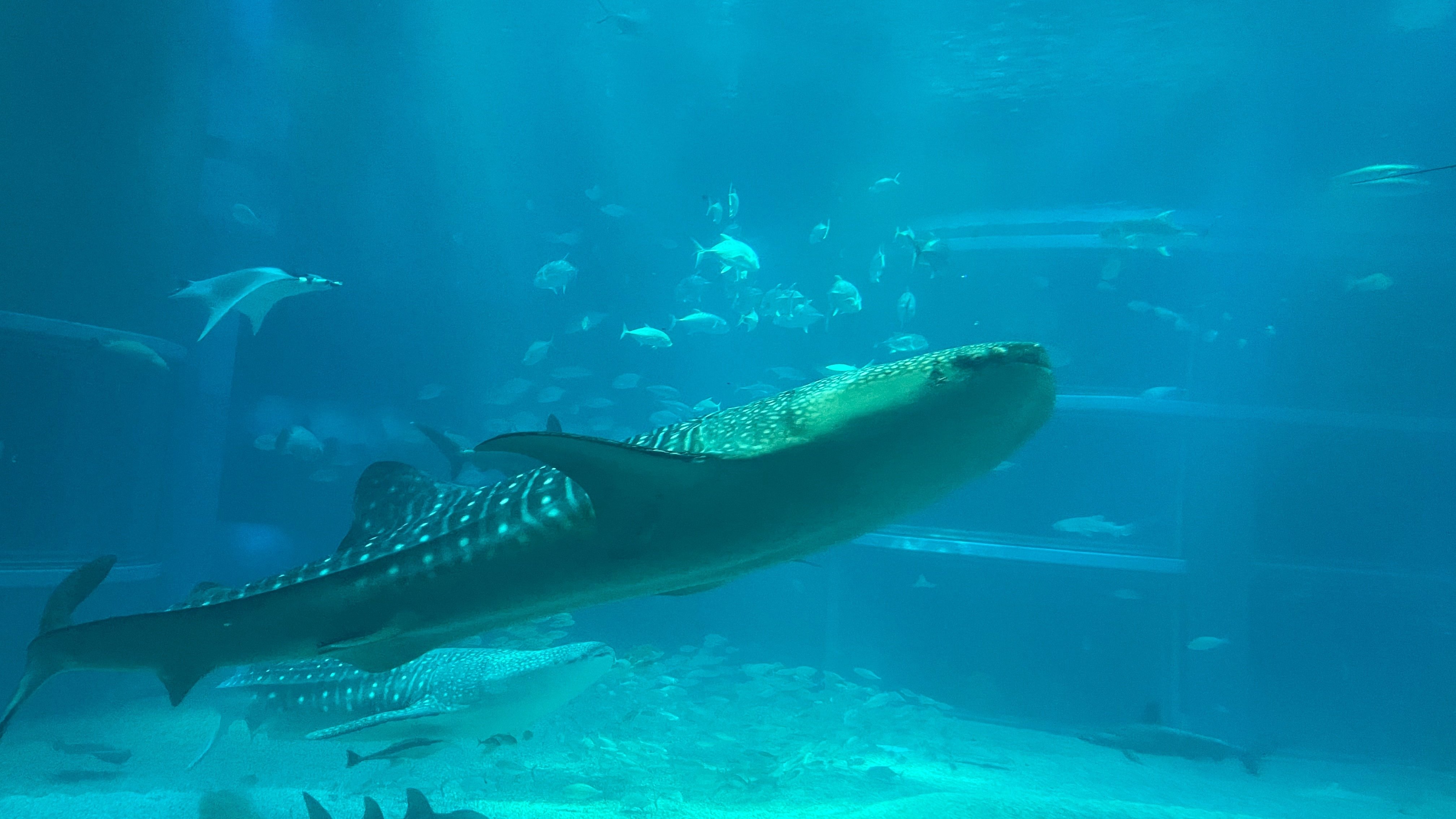 関西最大の水族館『海遊館』の全エリアを解説！【後編】｜新代