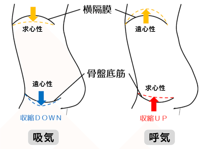 骨盤底筋群の機能解剖学と触診・トレーニング【サブスク】｜理学療法士