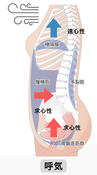 骨盤底筋群の機能解剖学と触診・トレーニング【サブスク】｜理学療法士