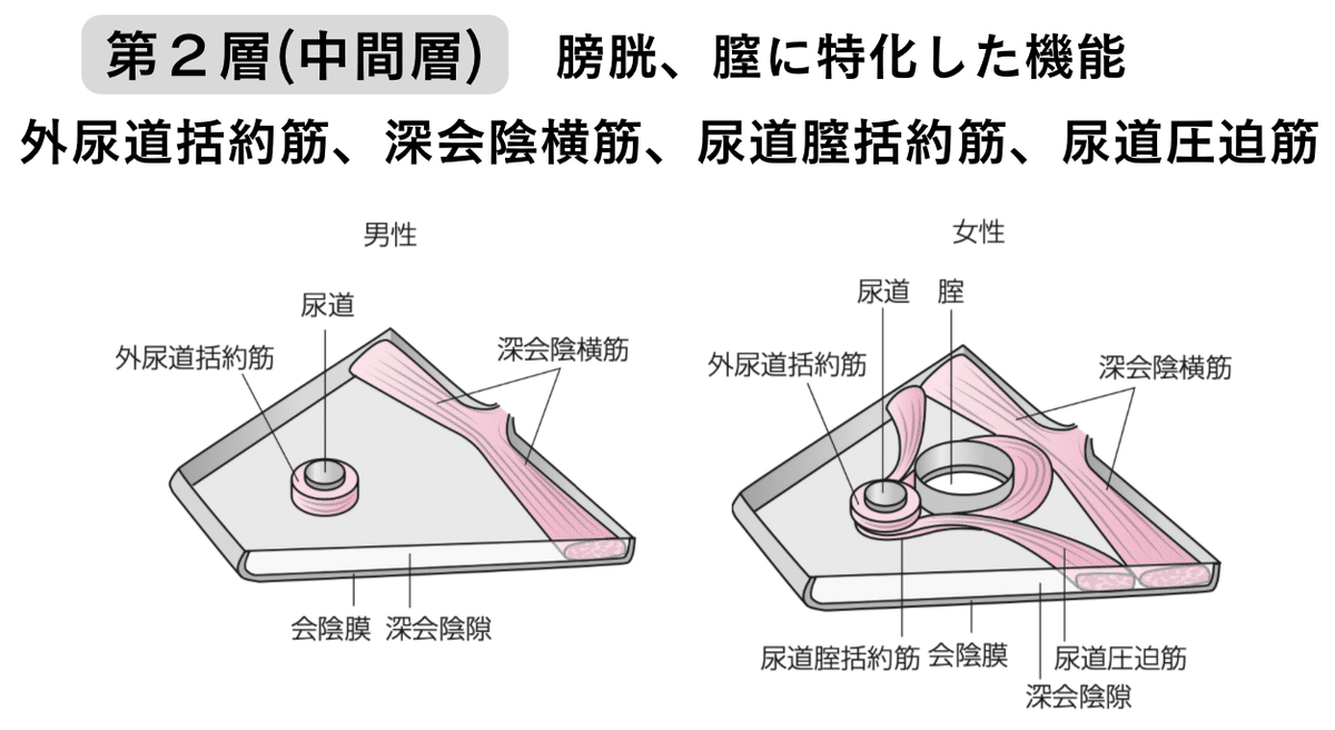 骨盤底筋群の機能解剖学と触診・トレーニング【サブスク】｜理学療法士