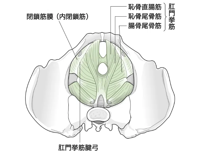 骨盤底筋群の機能解剖学と触診・トレーニング【サブスク】｜理学療法士