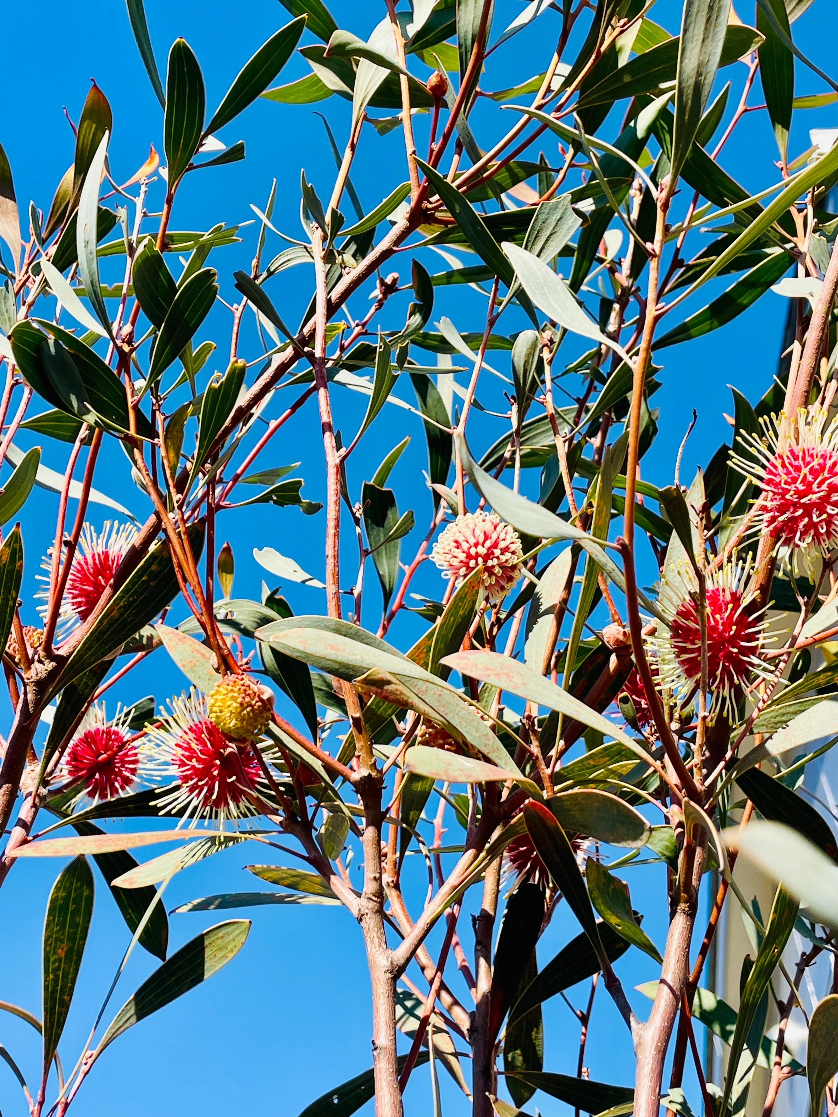 ハケア　ラウリナ　蕾付き　オージープランツ 乙庭植物図鑑】20230102 ハケア ラウリナ [Hakea laurina]｜太田敦雄