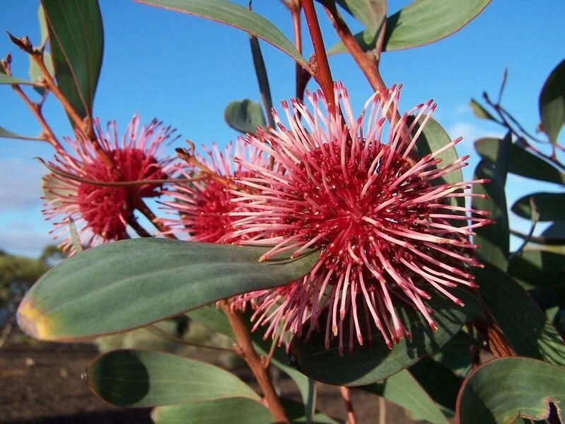 乙庭植物図鑑】20230102 ハケア ラウリナ [Hakea laurina]｜太田敦雄