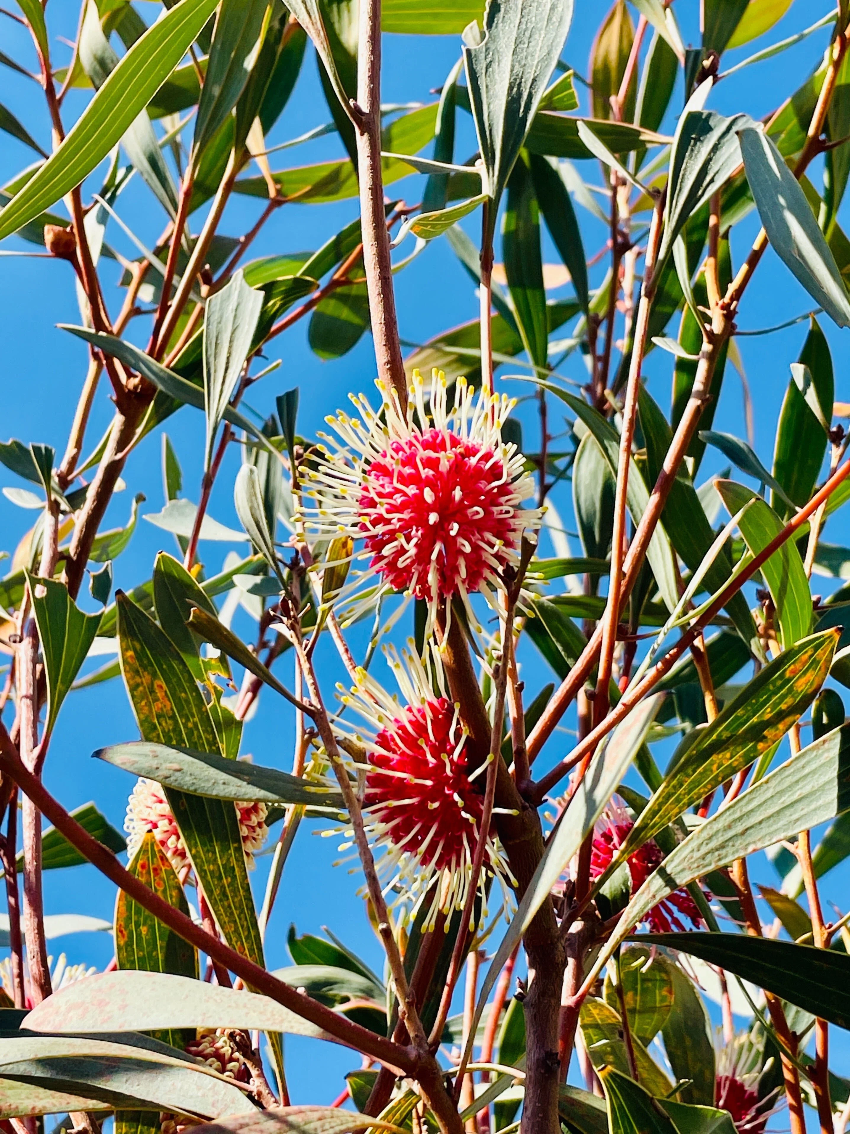 乙庭植物図鑑】20230102 ハケア ラウリナ [Hakea laurina]｜太田敦雄