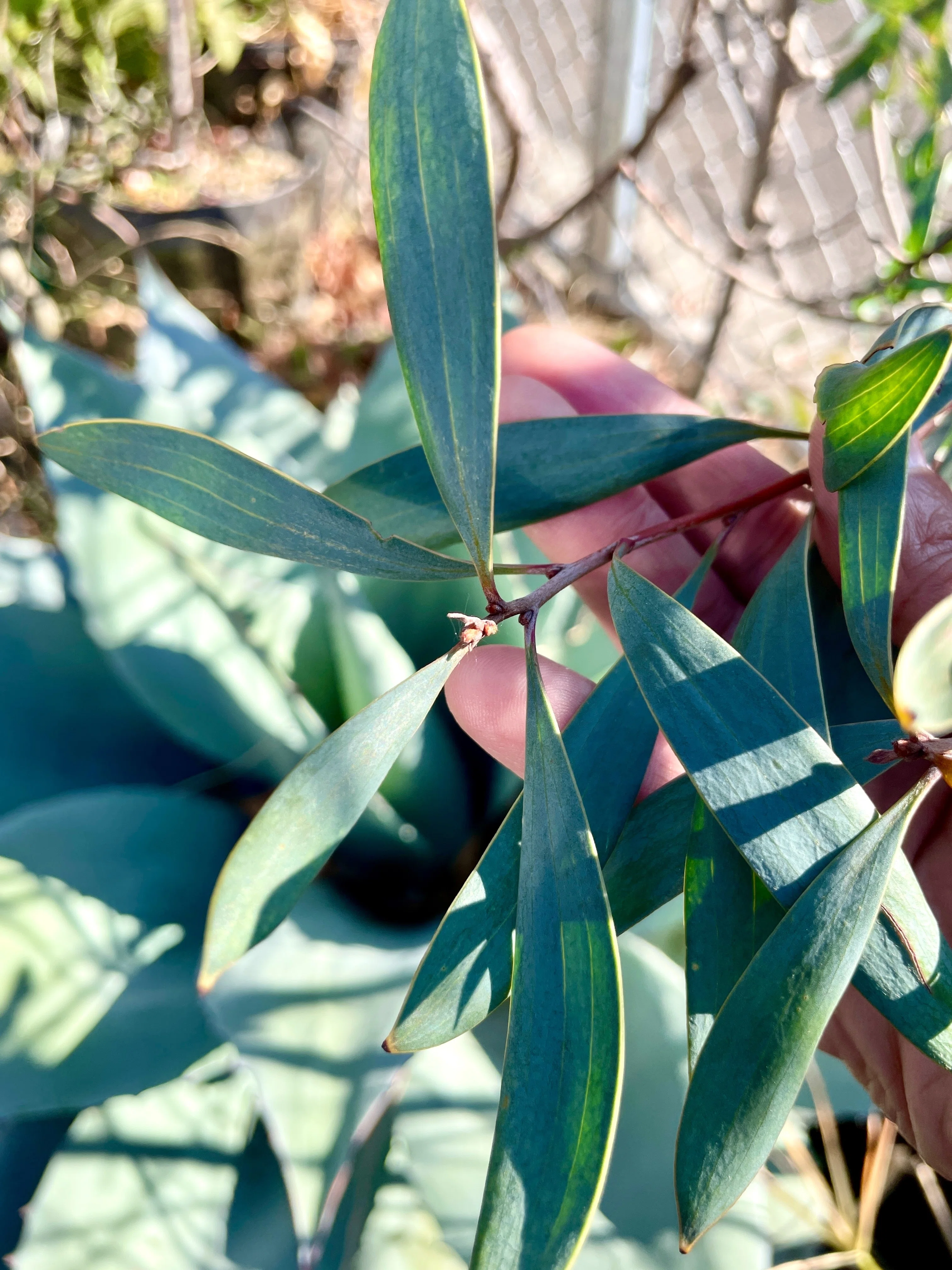 乙庭植物図鑑】20230102 ハケア ラウリナ [Hakea laurina]｜太田敦雄