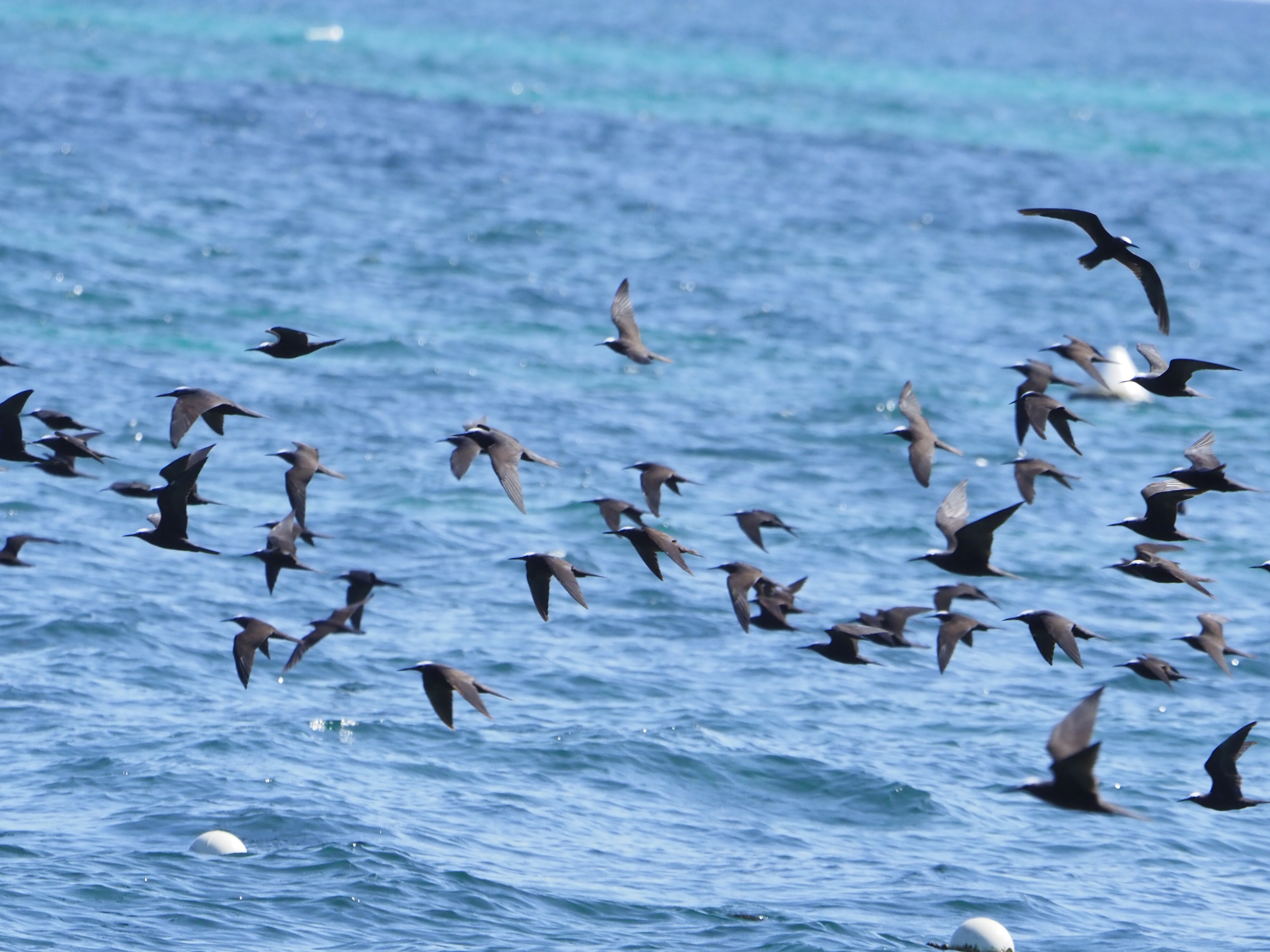 日日とり是好日 海外編 ~ヒメクロアジサシの海上飛行~|とりコレクター