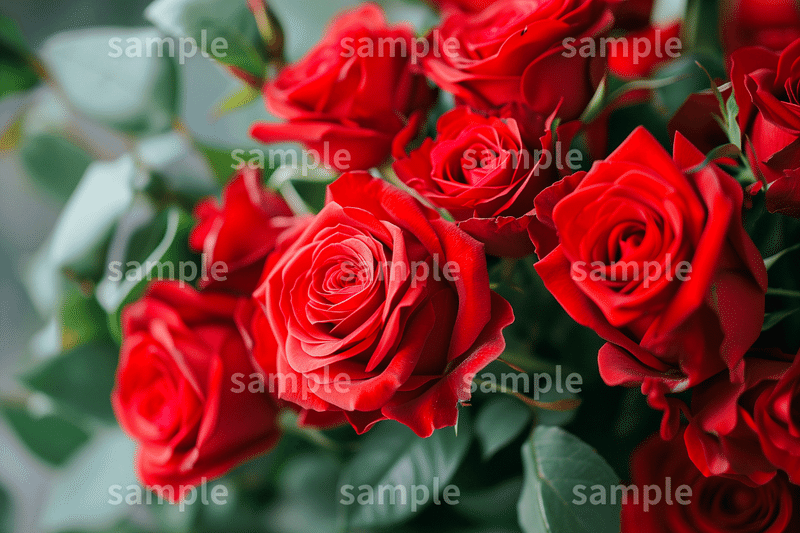 「バラの花束」フリー素材3枚セット｜お祝い・誕生日・結婚記念日のイメージ画像に｜FREE