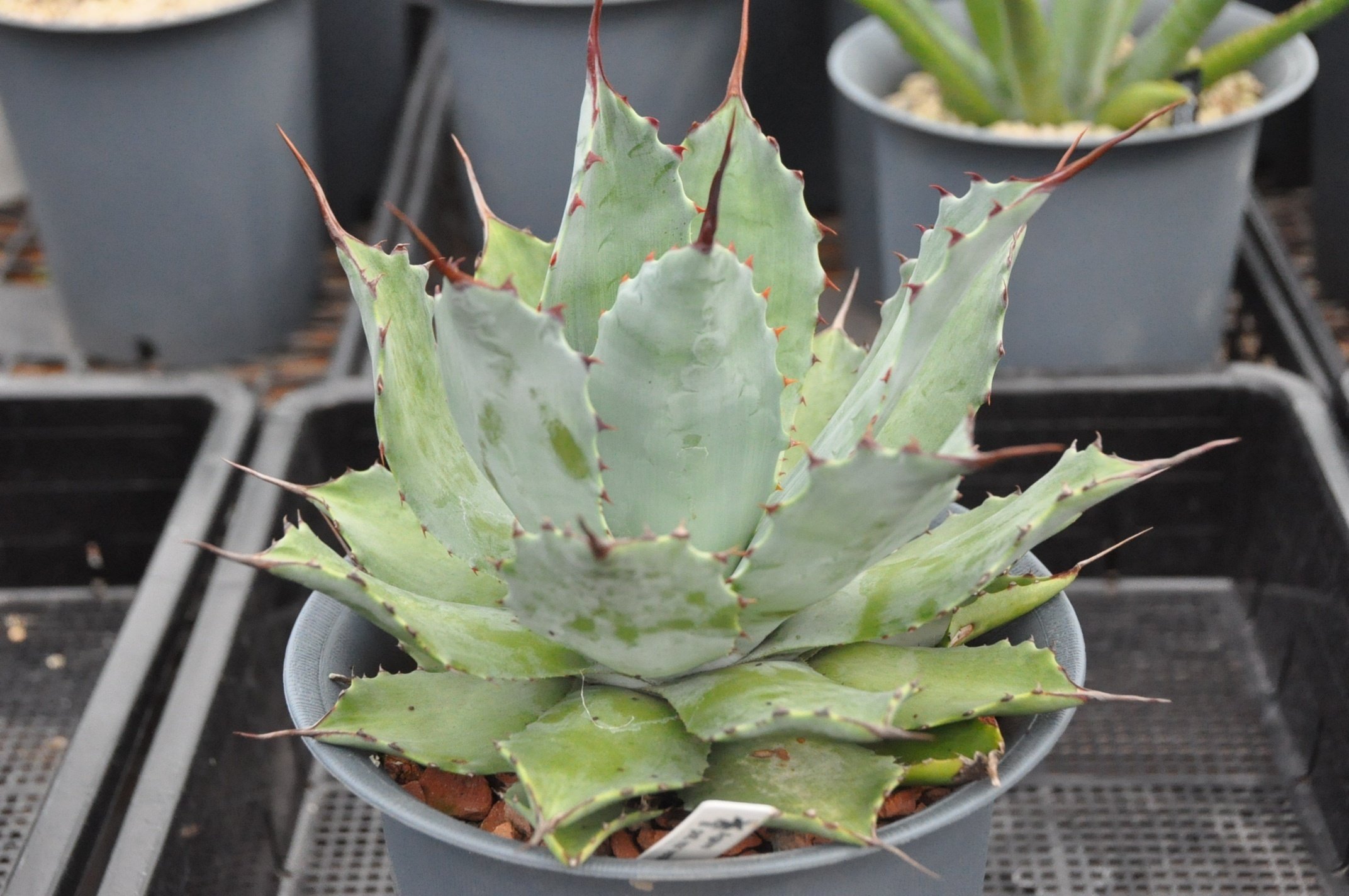 アガベ TMMM AGAVE TITANOTA】アガベ チタノタ ムチムチ 肉厚ダルマ 極小｜アガベ