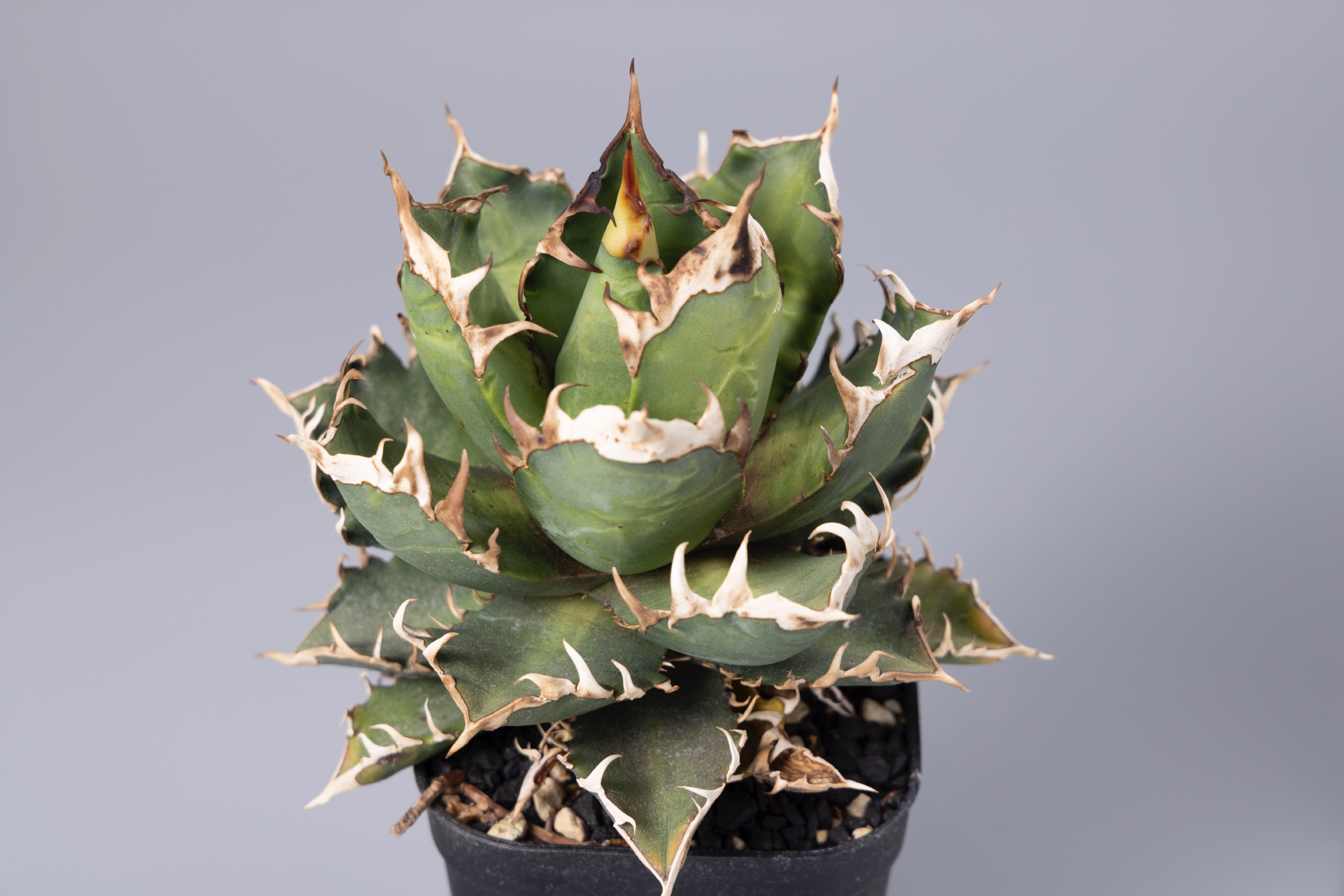 3 黒棘魔丸 コンパクト 肉厚丸短葉 ボールタイプ TC株 アガベ