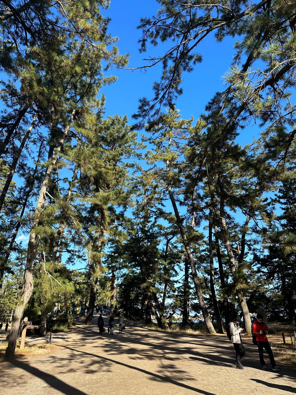 日本三景之天桥立|进击的骷髅头