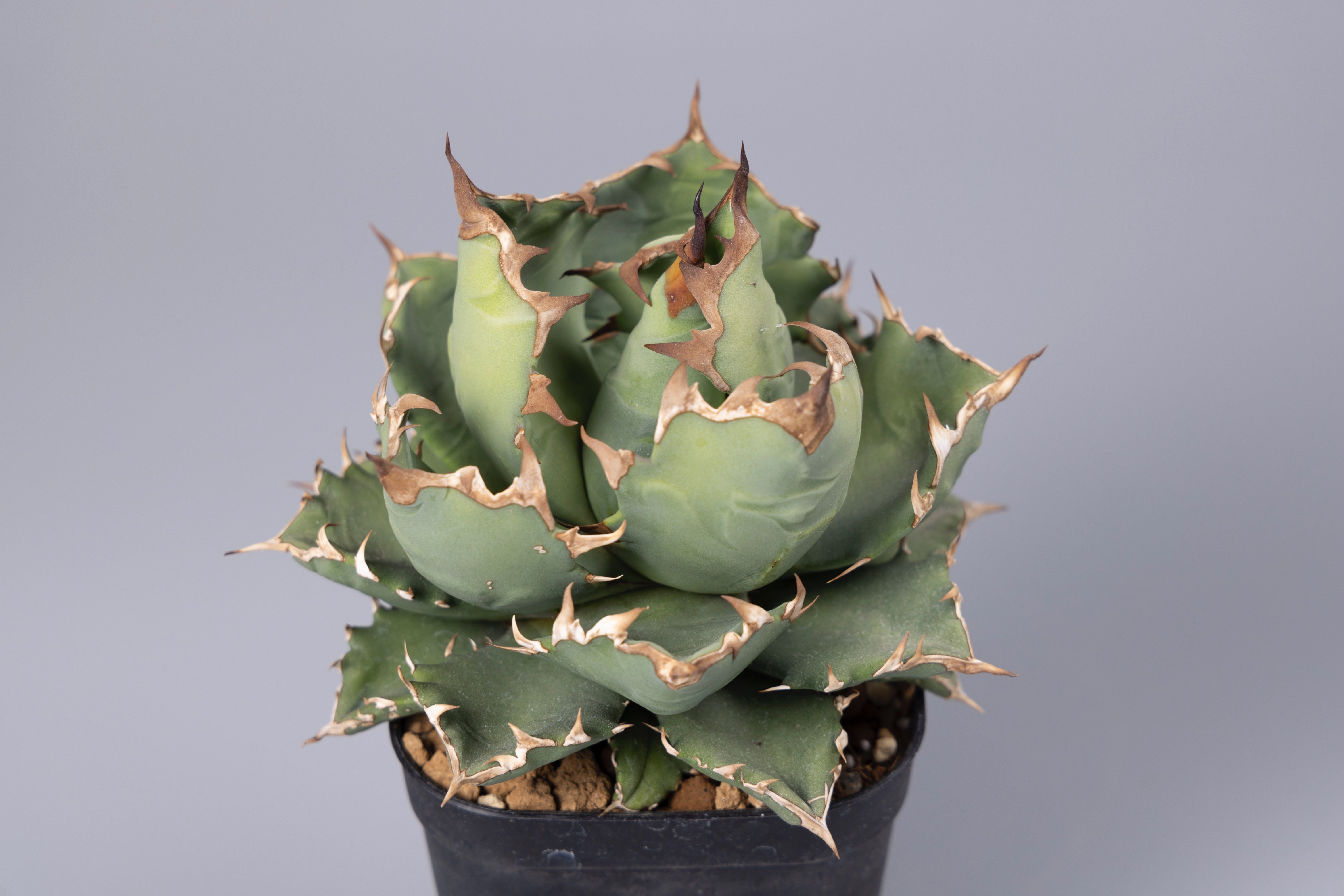 これから「アガベ チタノタ」を始めたい方へ。｜山添 太