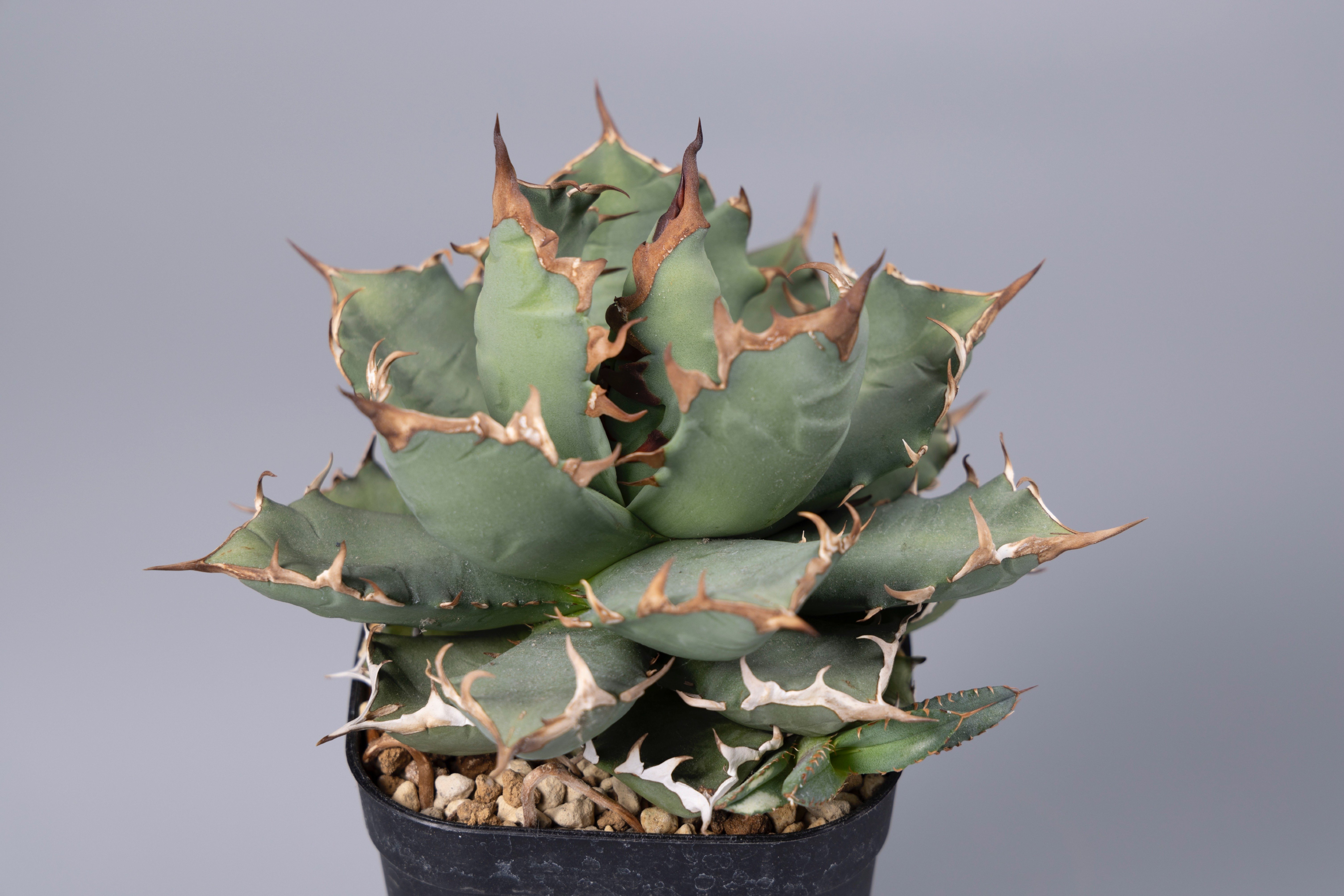 これから「アガベ チタノタ」を始めたい方へ。｜山添 太