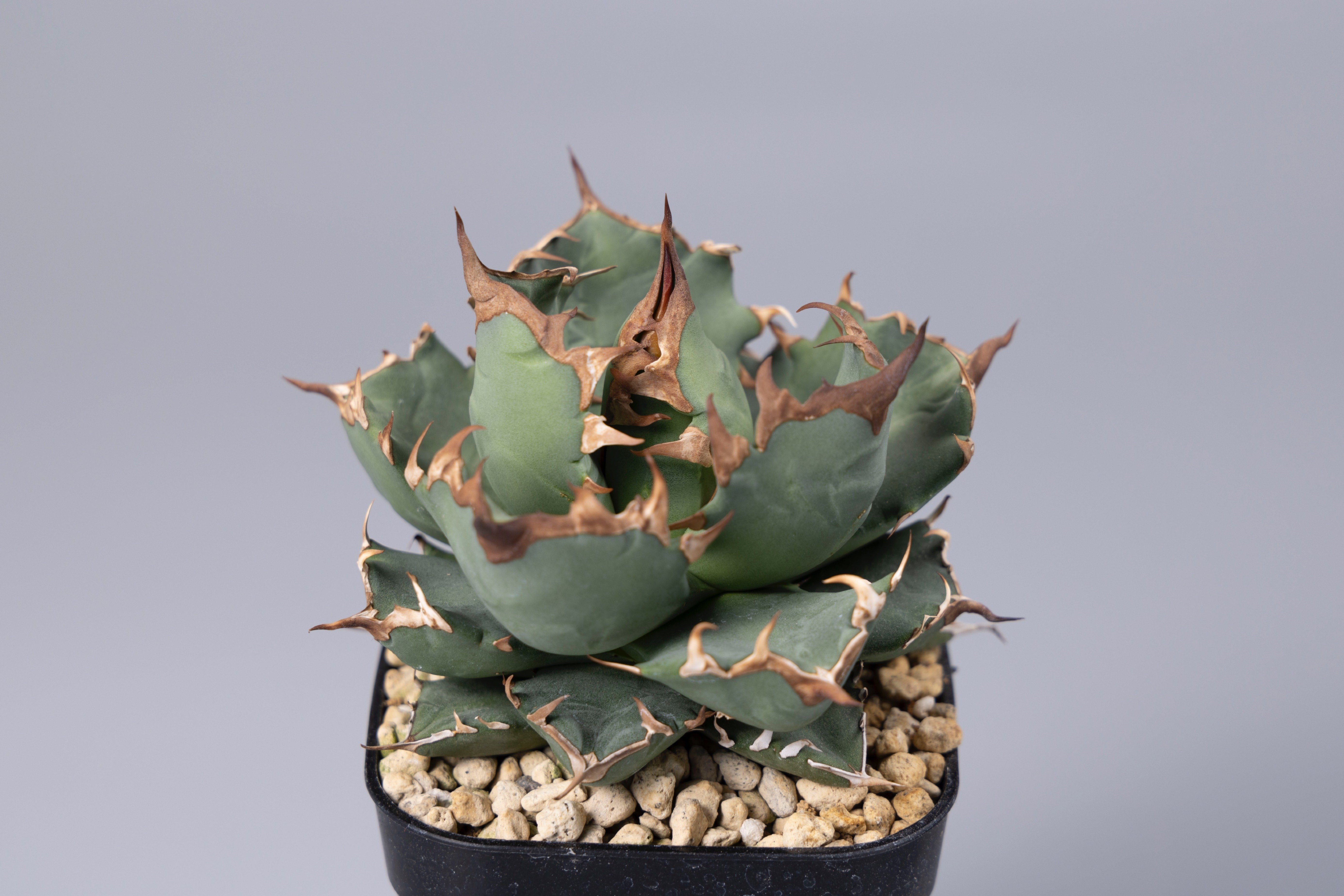 これから「アガベ チタノタ」を始めたい方へ。｜山添 太