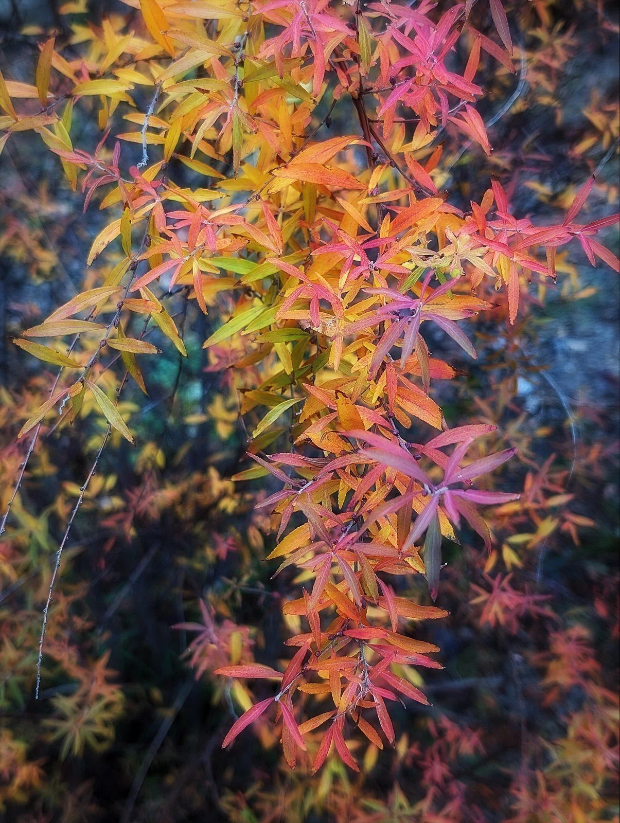 WINTER PLANTS ユキヤナギの紅葉｜annon