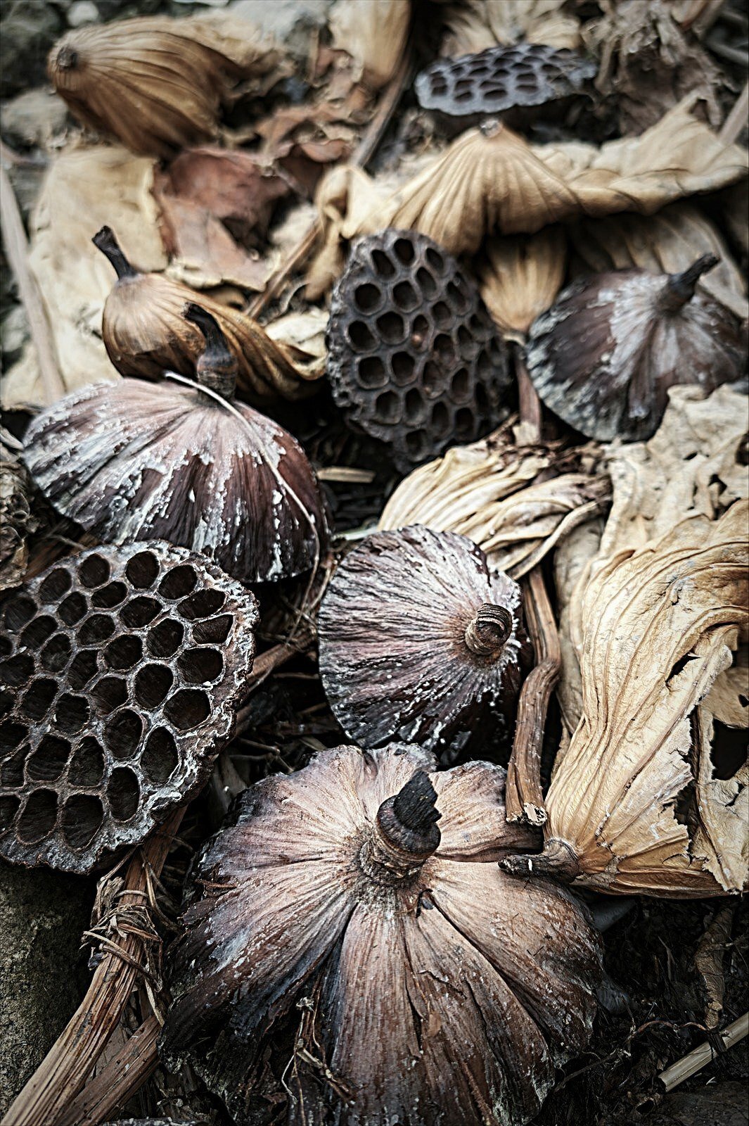 WINTER PLANTS 蓮の花托｜annon