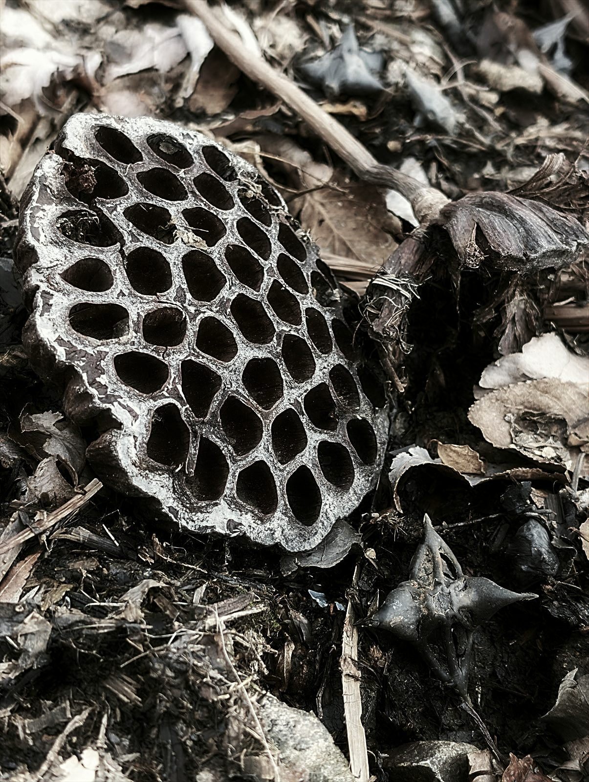 WINTER PLANTS 蓮の花托｜annon