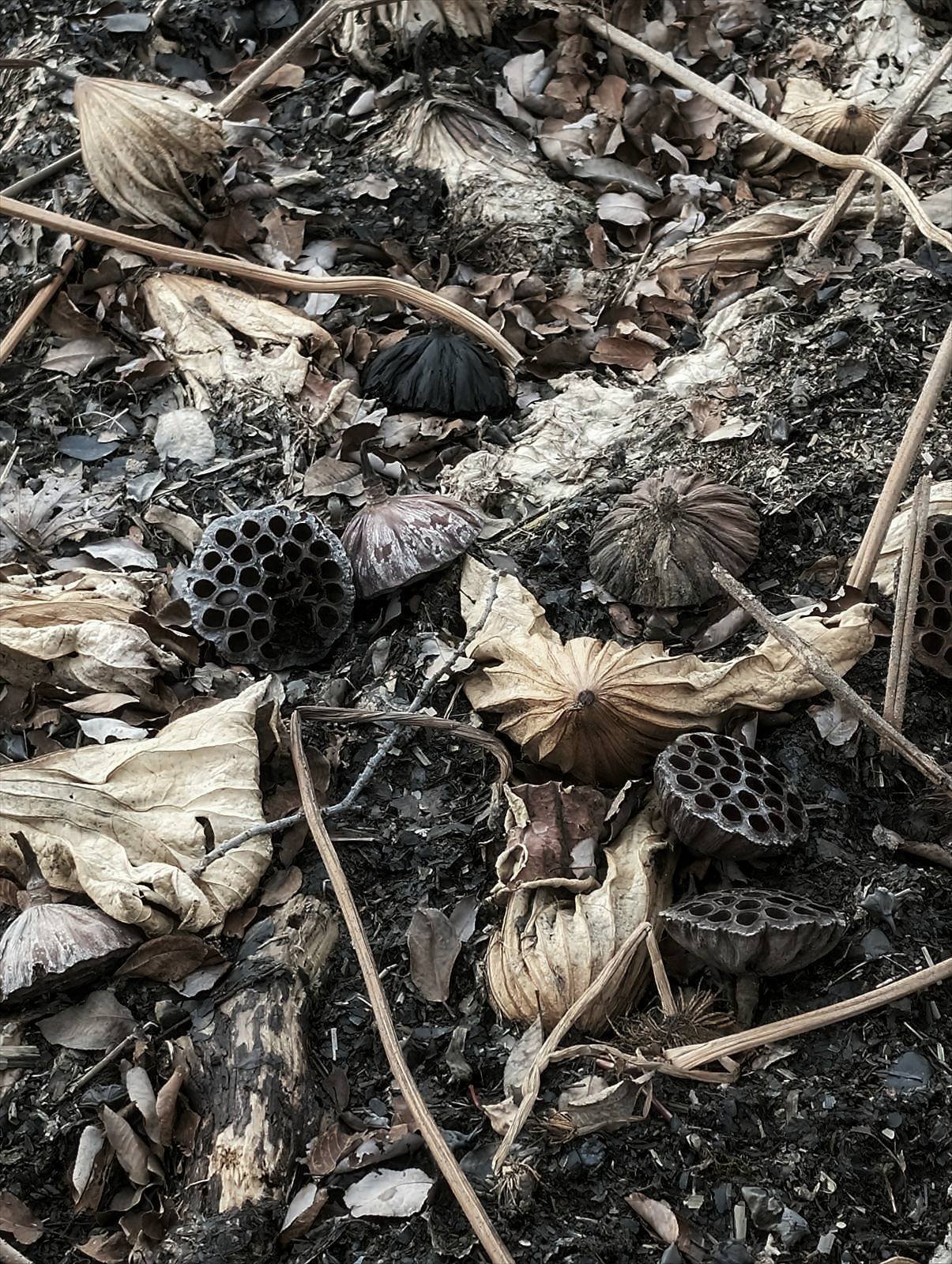 WINTER PLANTS 蓮の花托｜annon