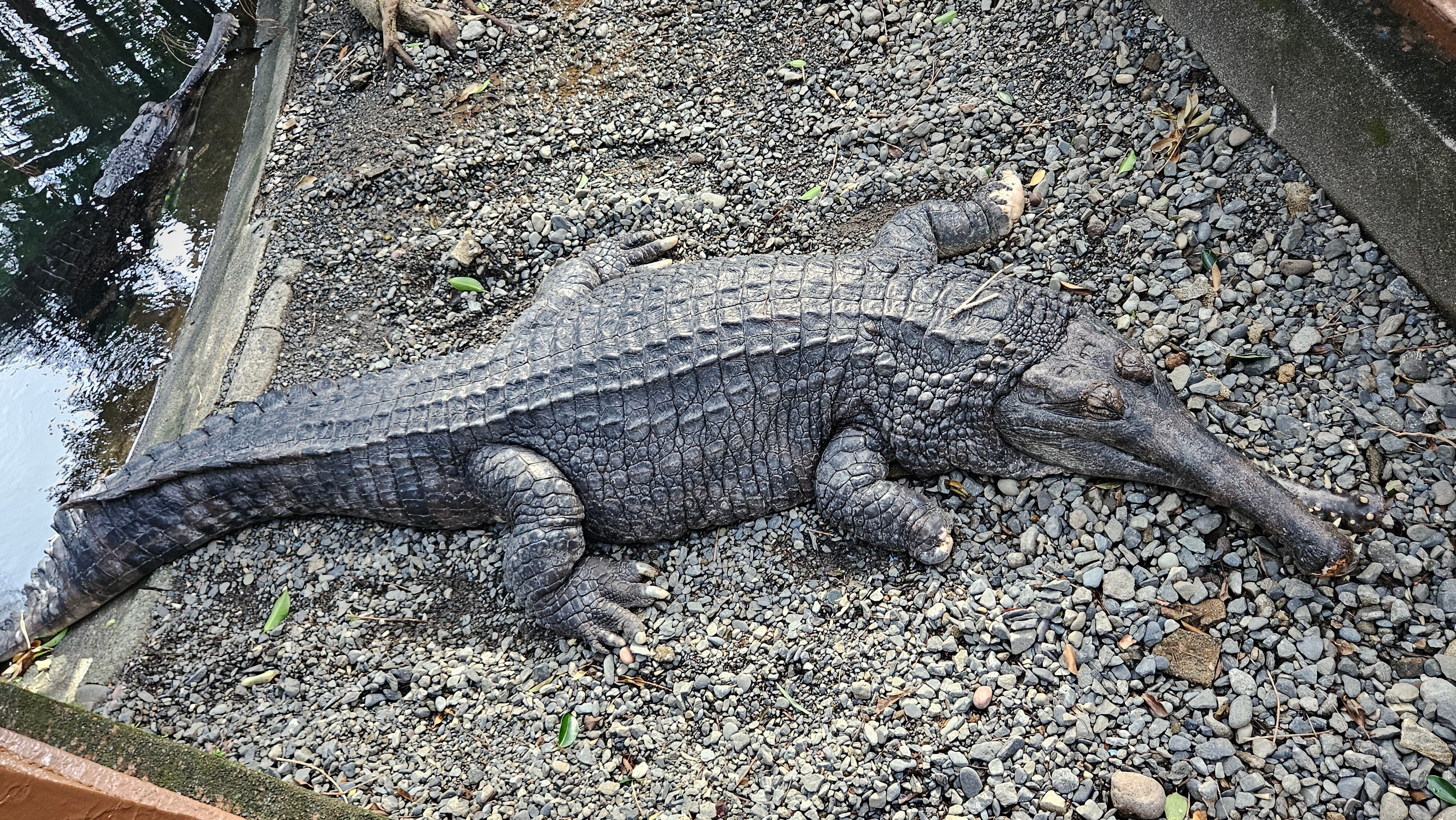 The Lost Universe 古代の巨大ワニ④巨大ガビアル｜美原さつき